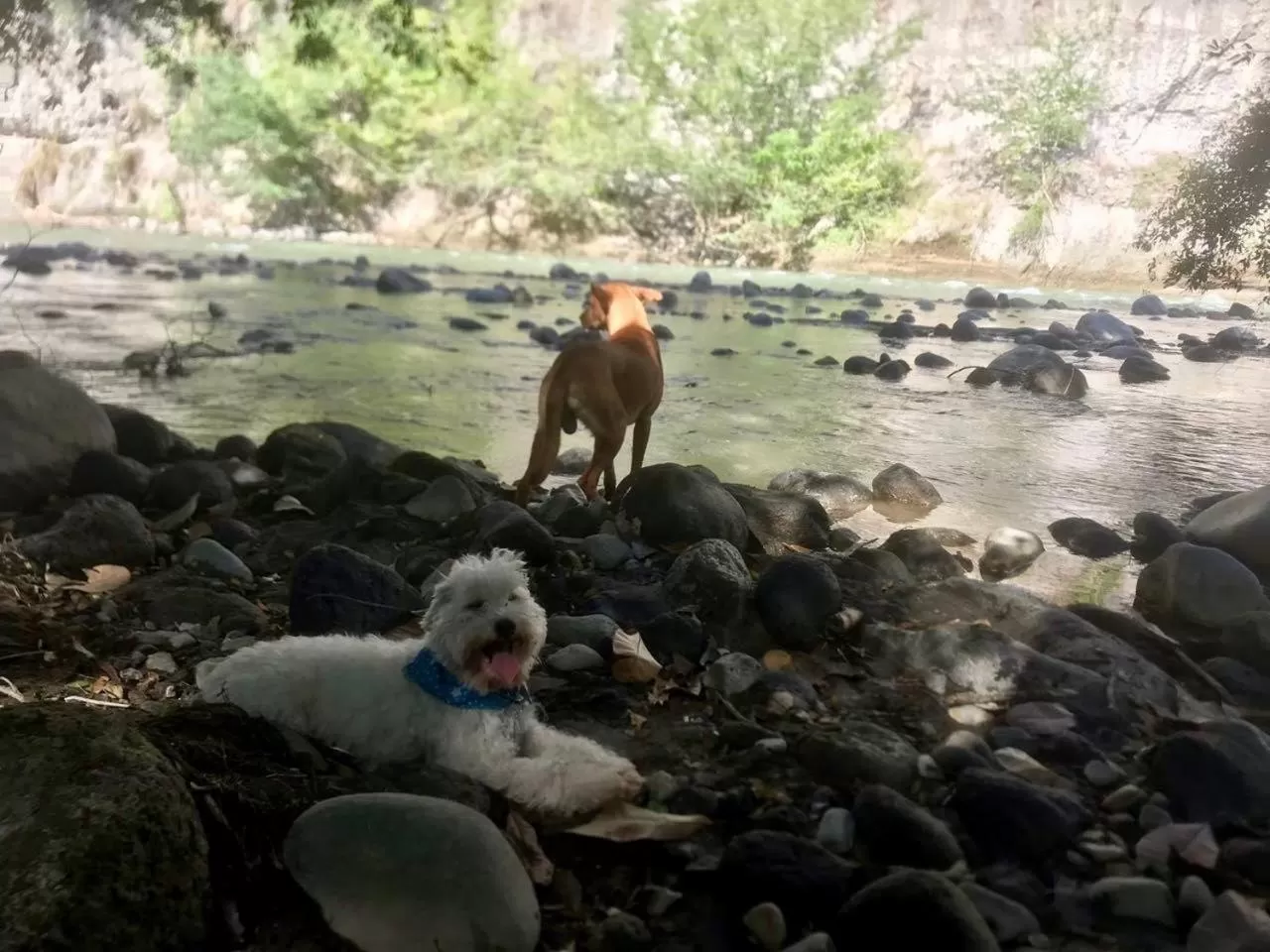 Pets, Other Animals in Waka Hotel Rural