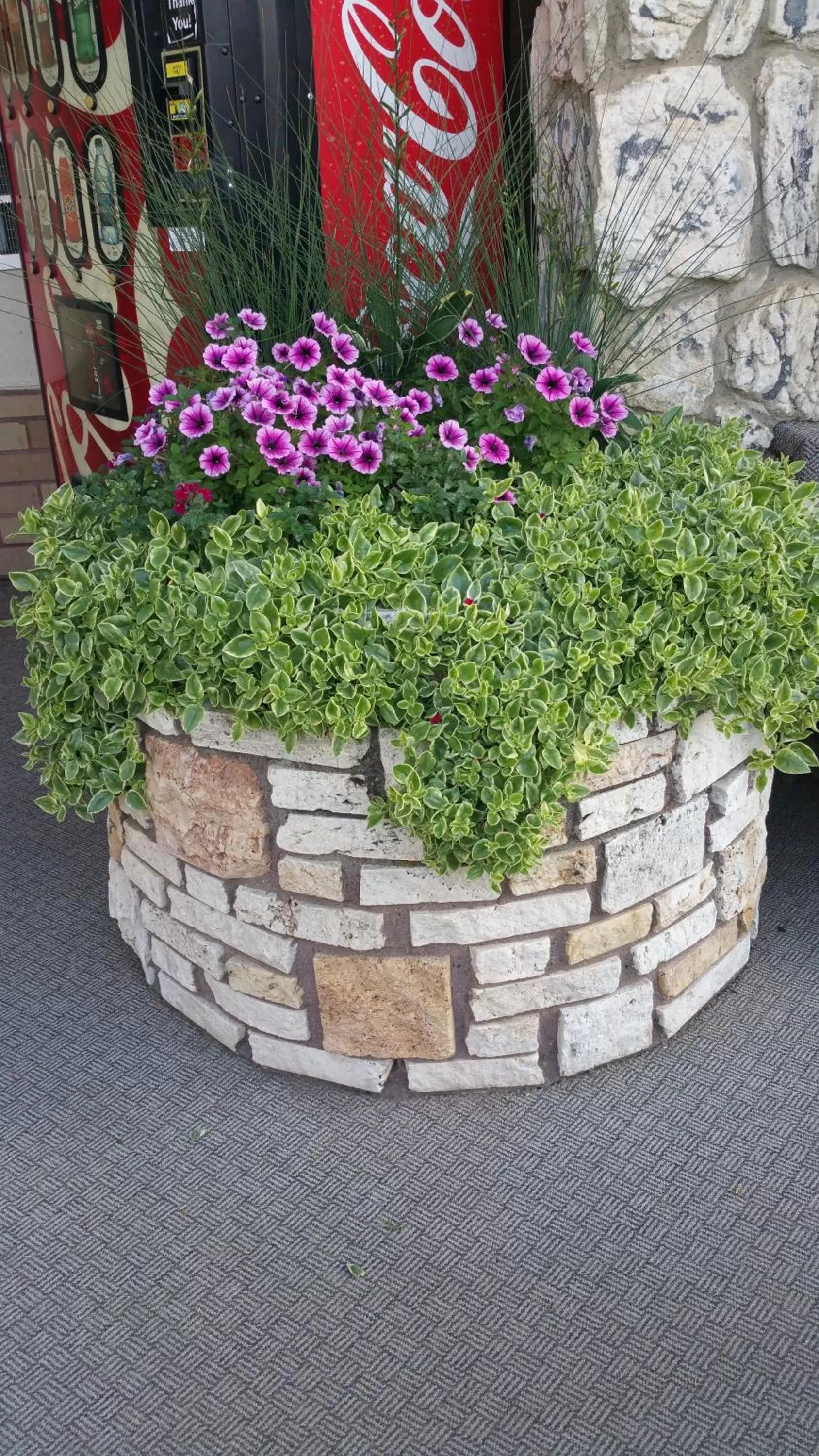 Spring in Siesta Motel