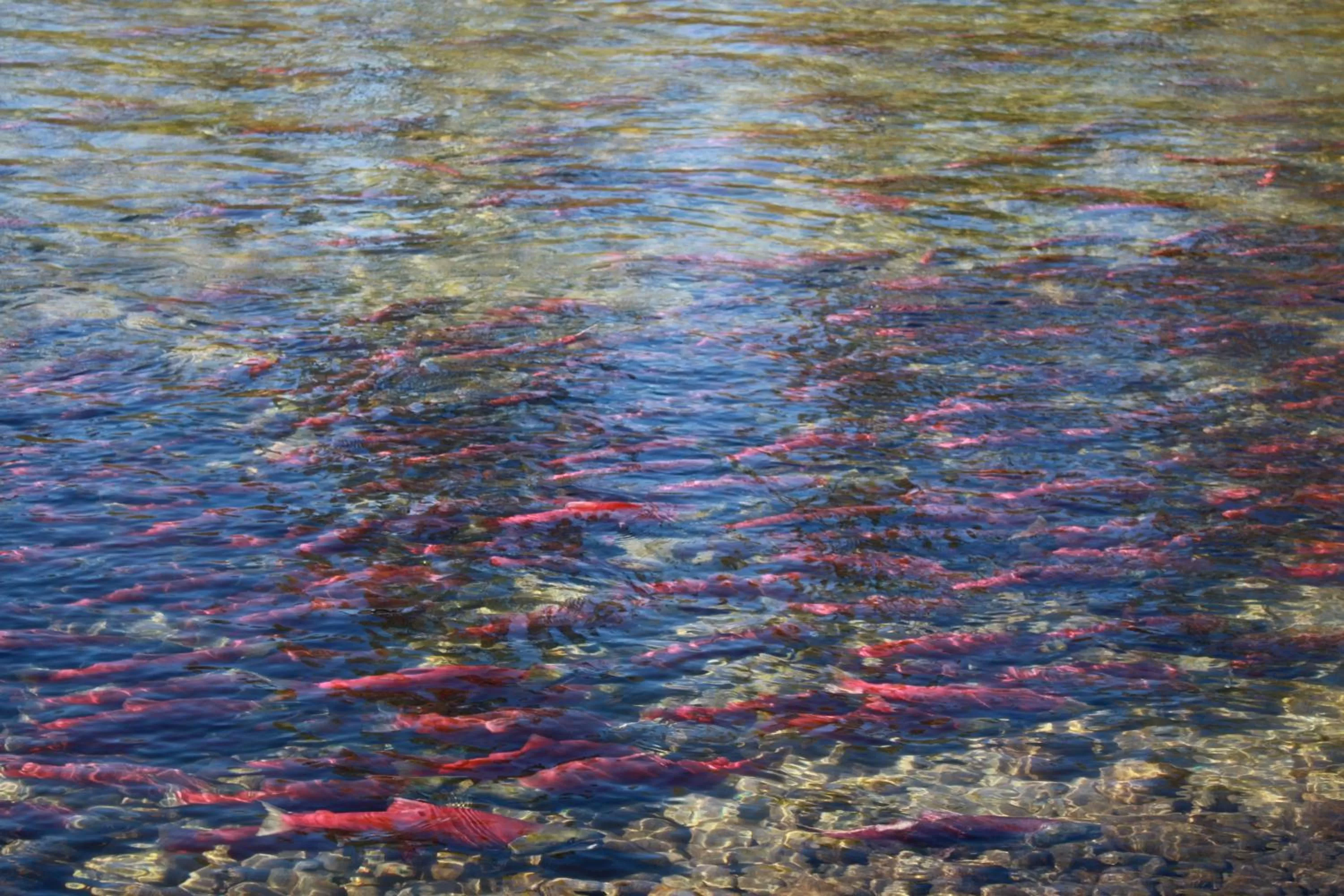 Area and facilities in Hilltop Inn - Salmon Arm