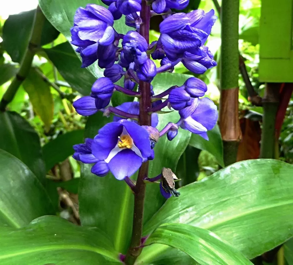 Garden in Pura Vida Hotel