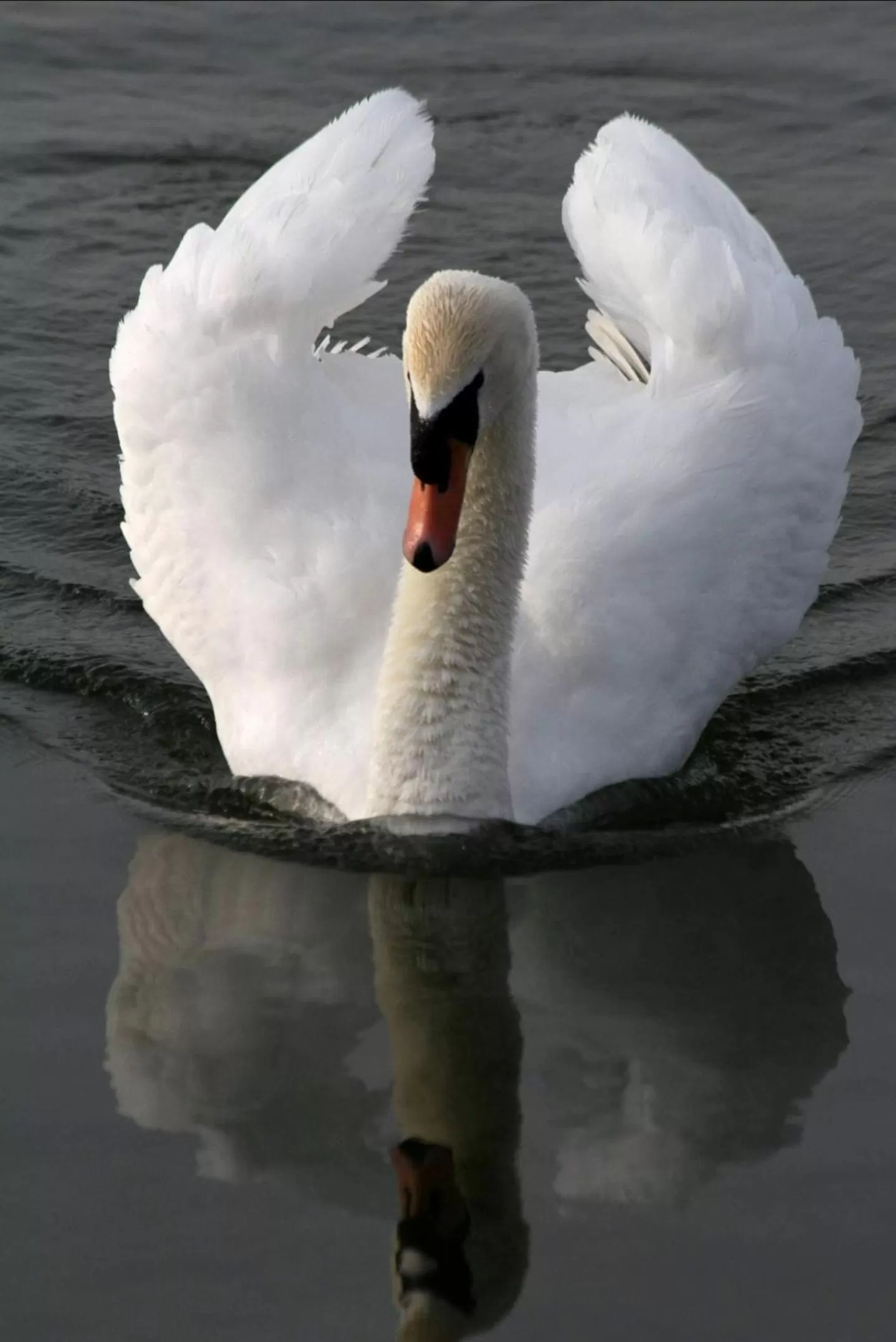 Neighbourhood, Other Animals in B&B Apartment Amsterdam Schiphol Airport