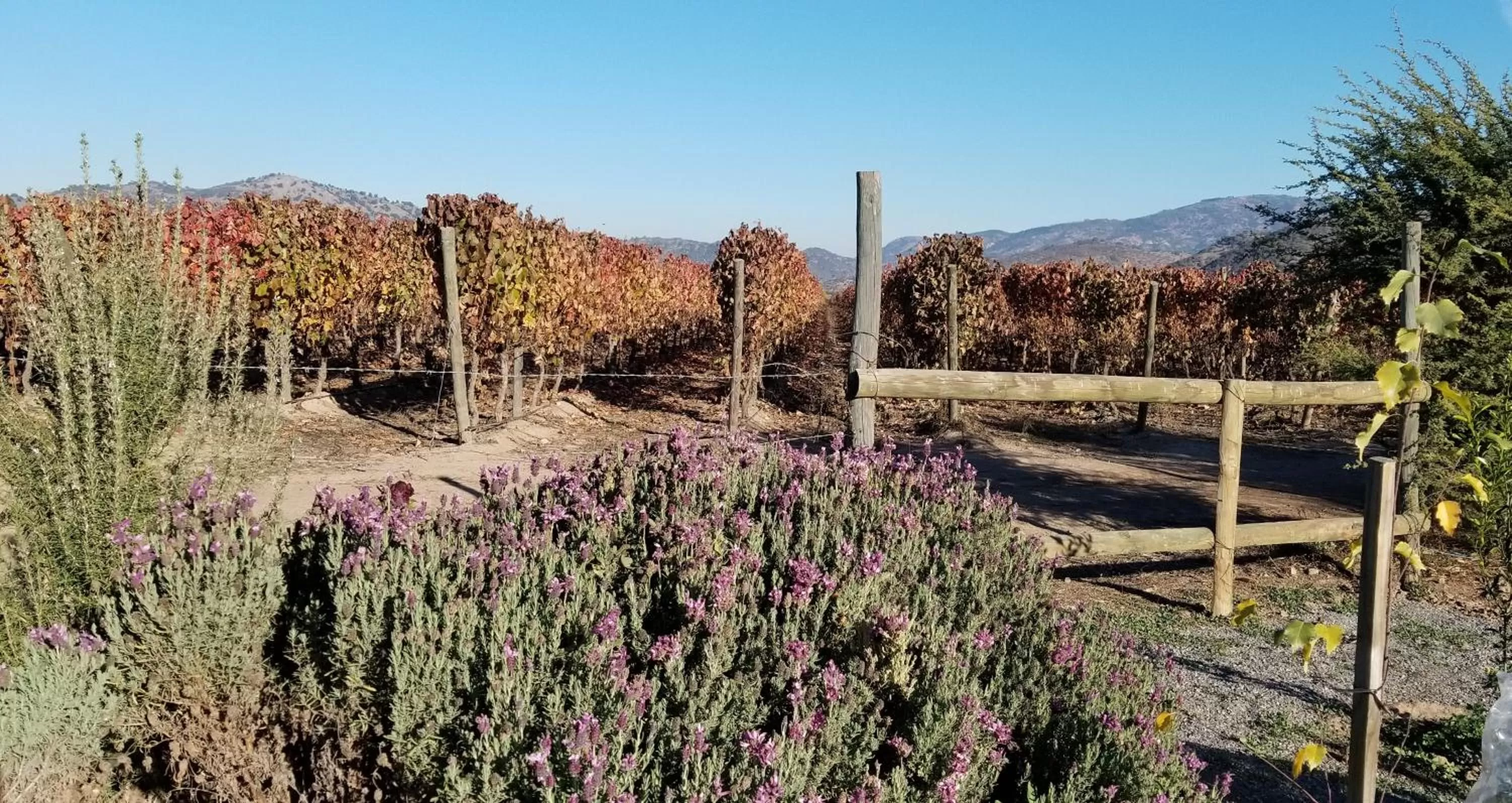 Natural landscape in Callihue Lodge