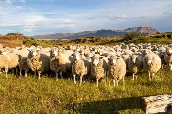 Other Animals in Hostería El Galpón Del Glaciar