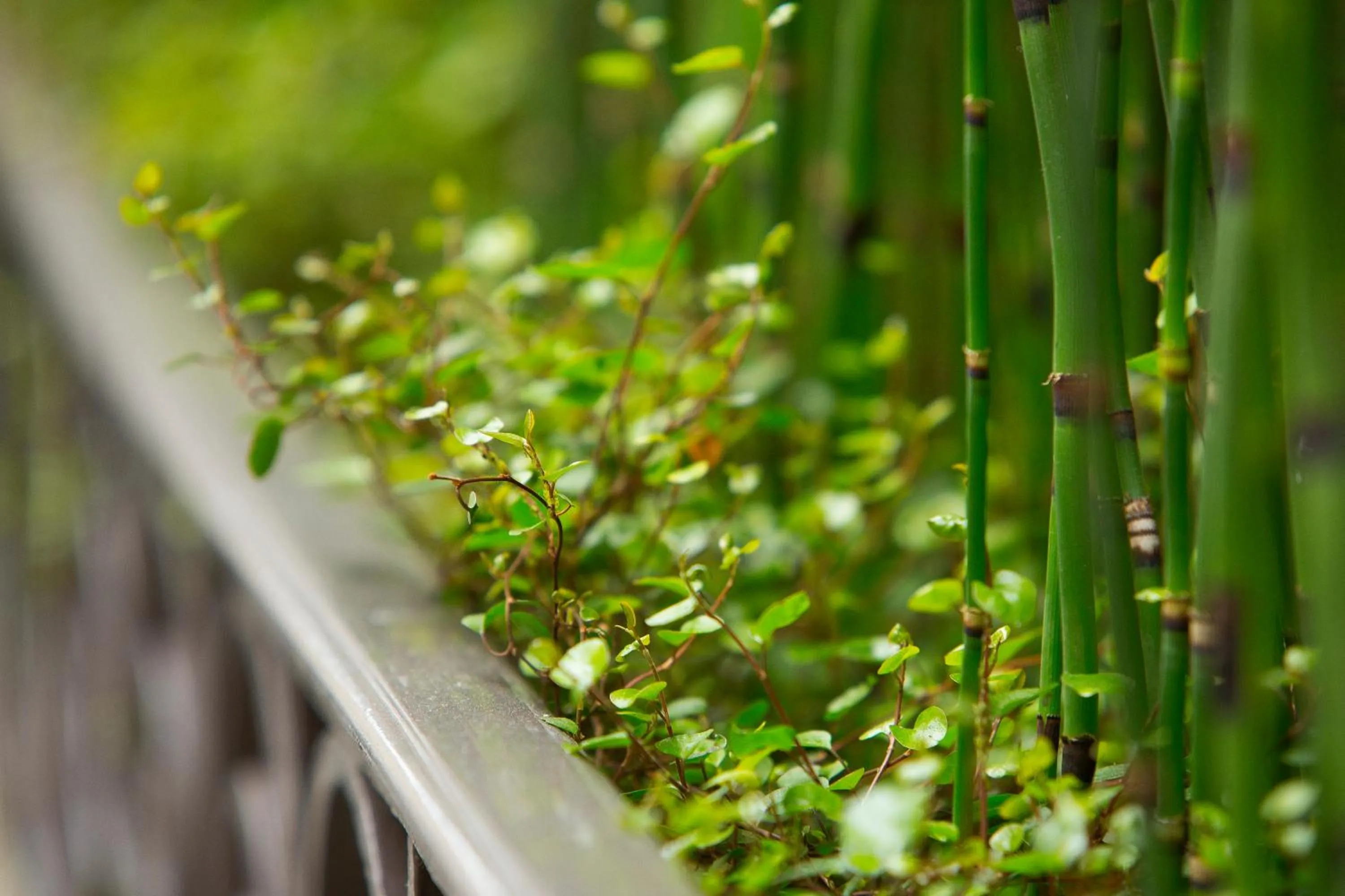 Patio in Hôtel Molière