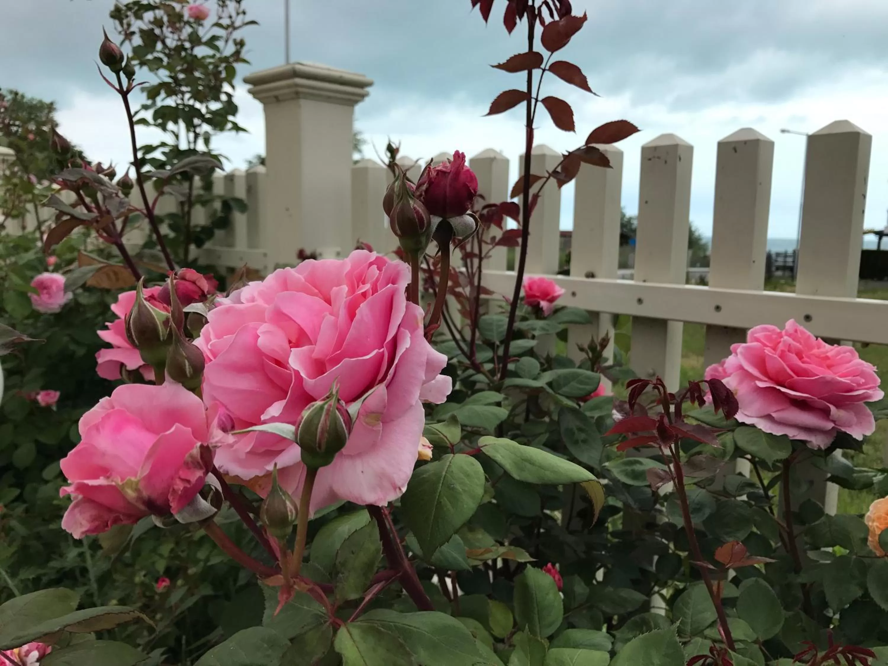 Garden, Property Building in Villa Livia Boutique Apartments