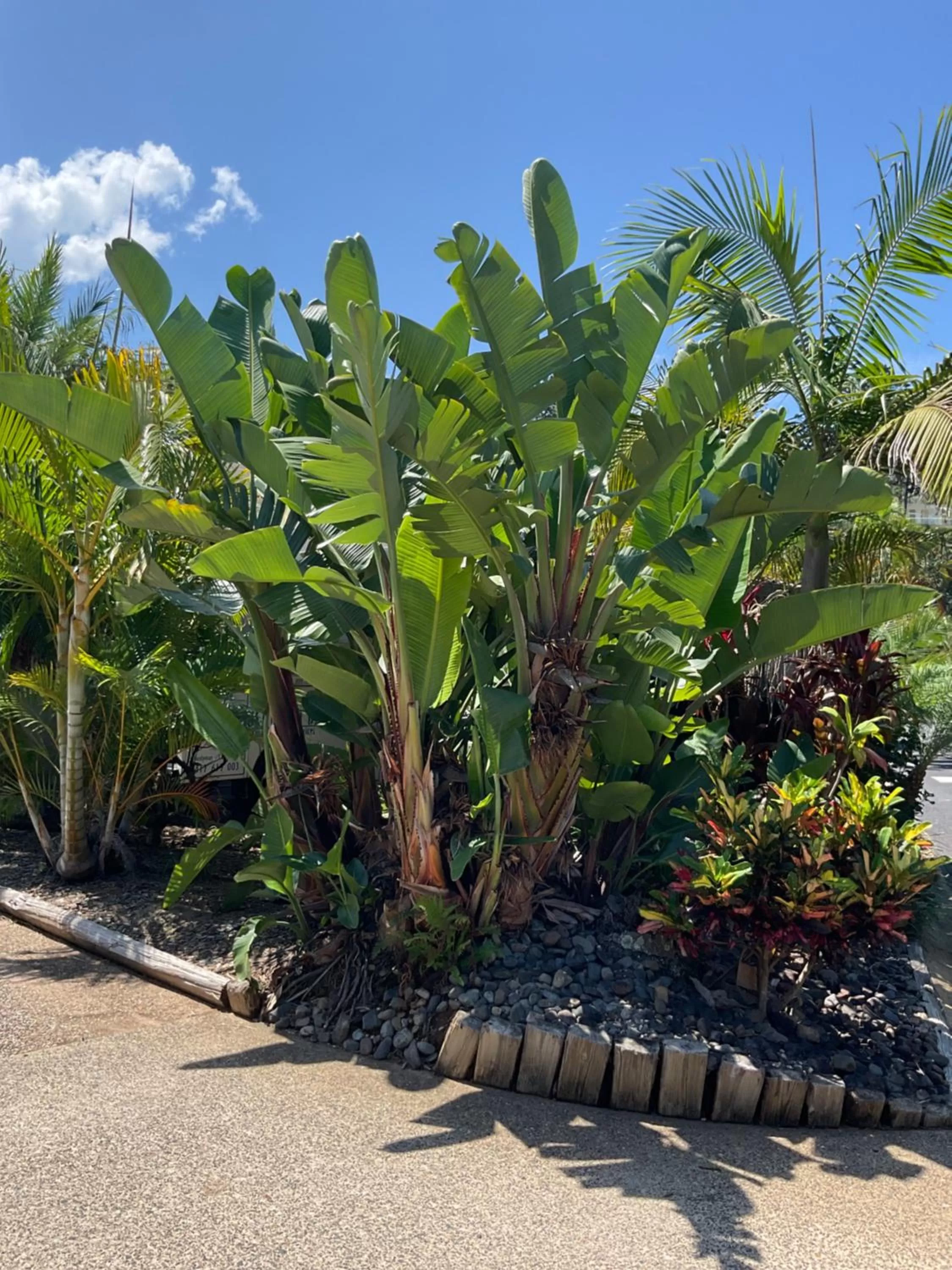 Garden in Private Suite Nautilus Beach Front Resort