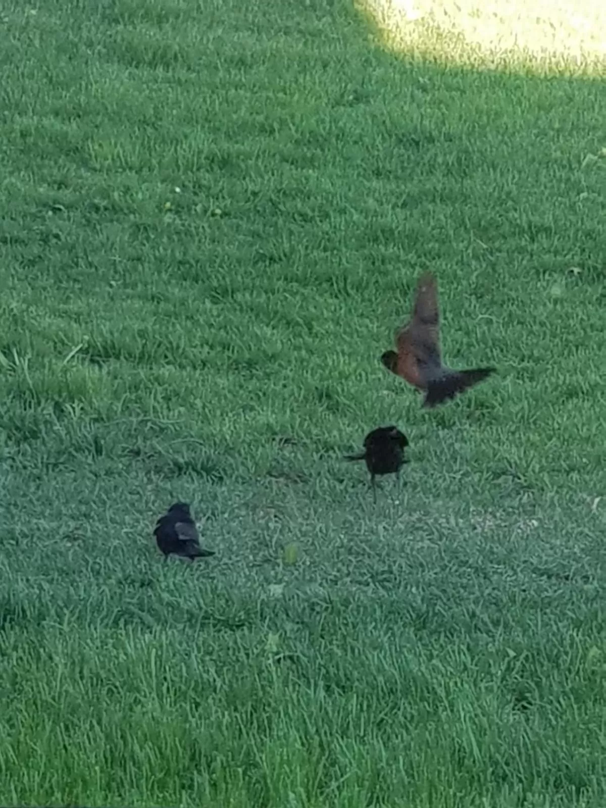 Natural landscape in Denison Inn & Suites