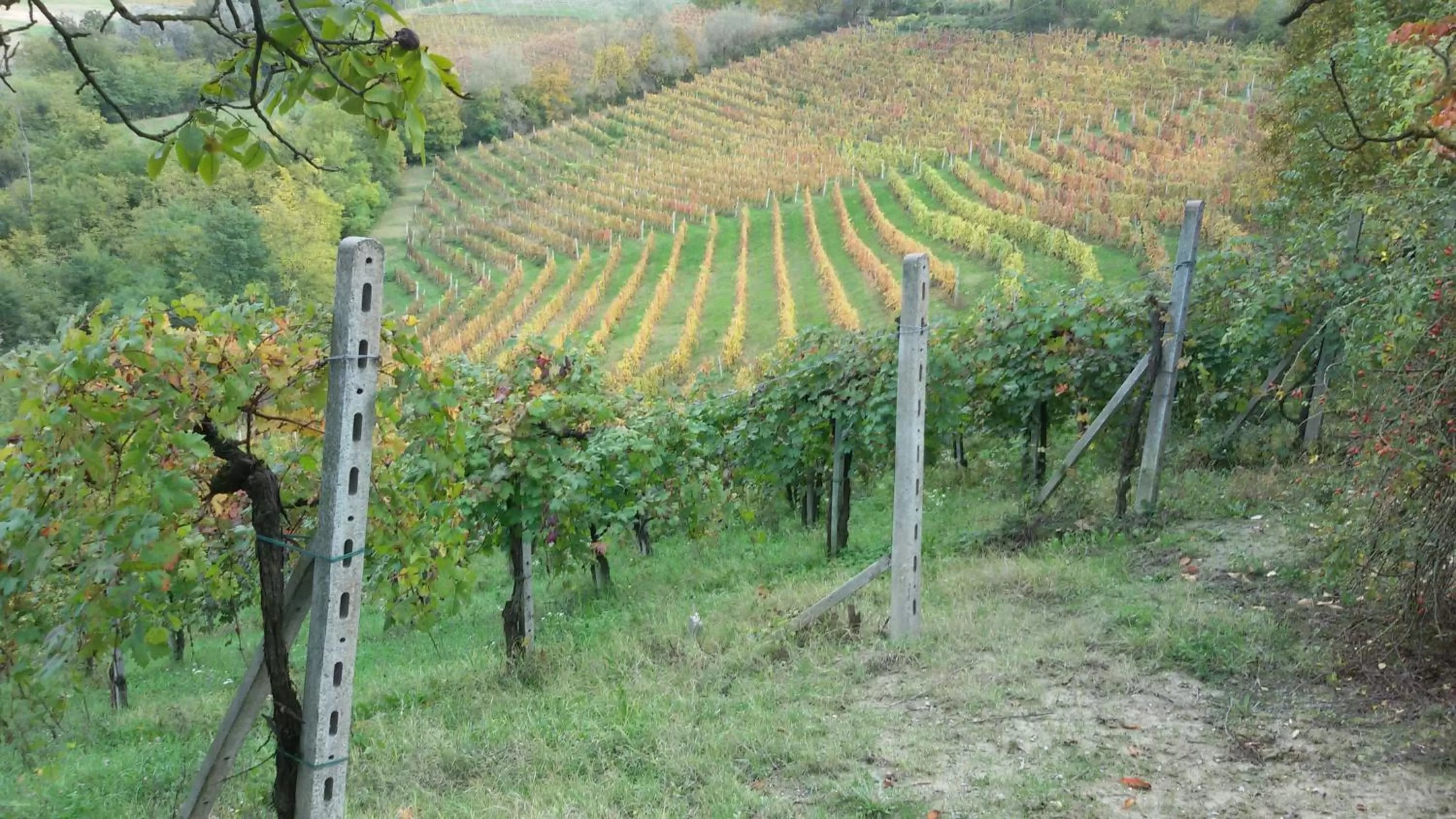 On site in Cascina Torello