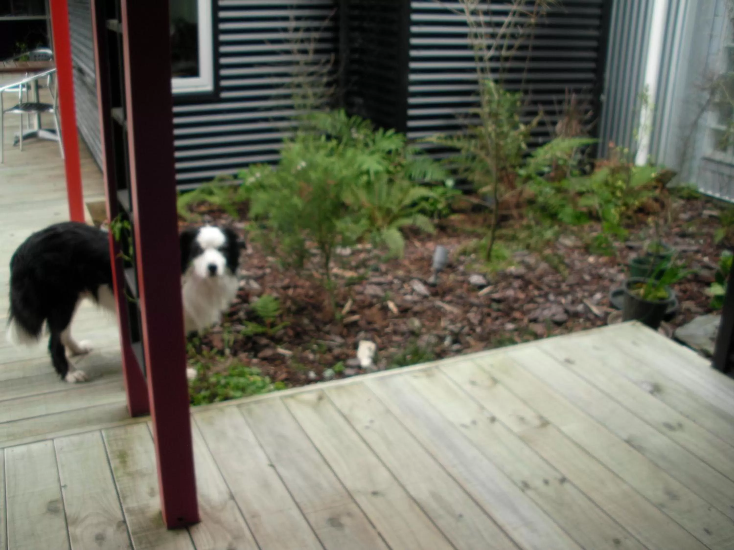 Garden, Pets in Mahinapua Retreat B&B