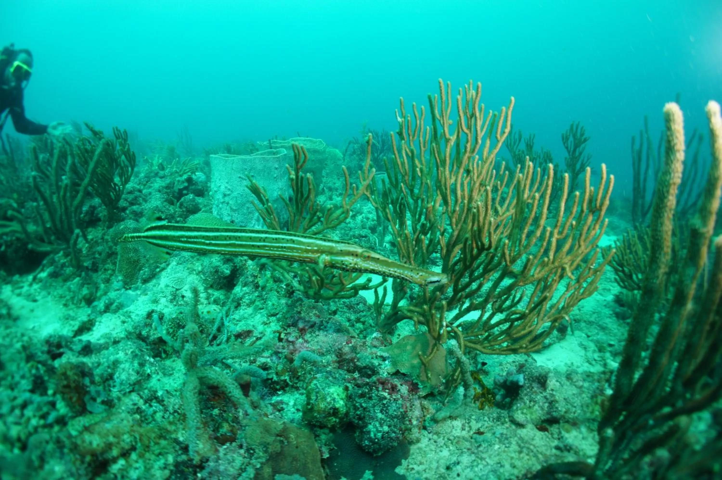 Diving in True Blue Bay Resort