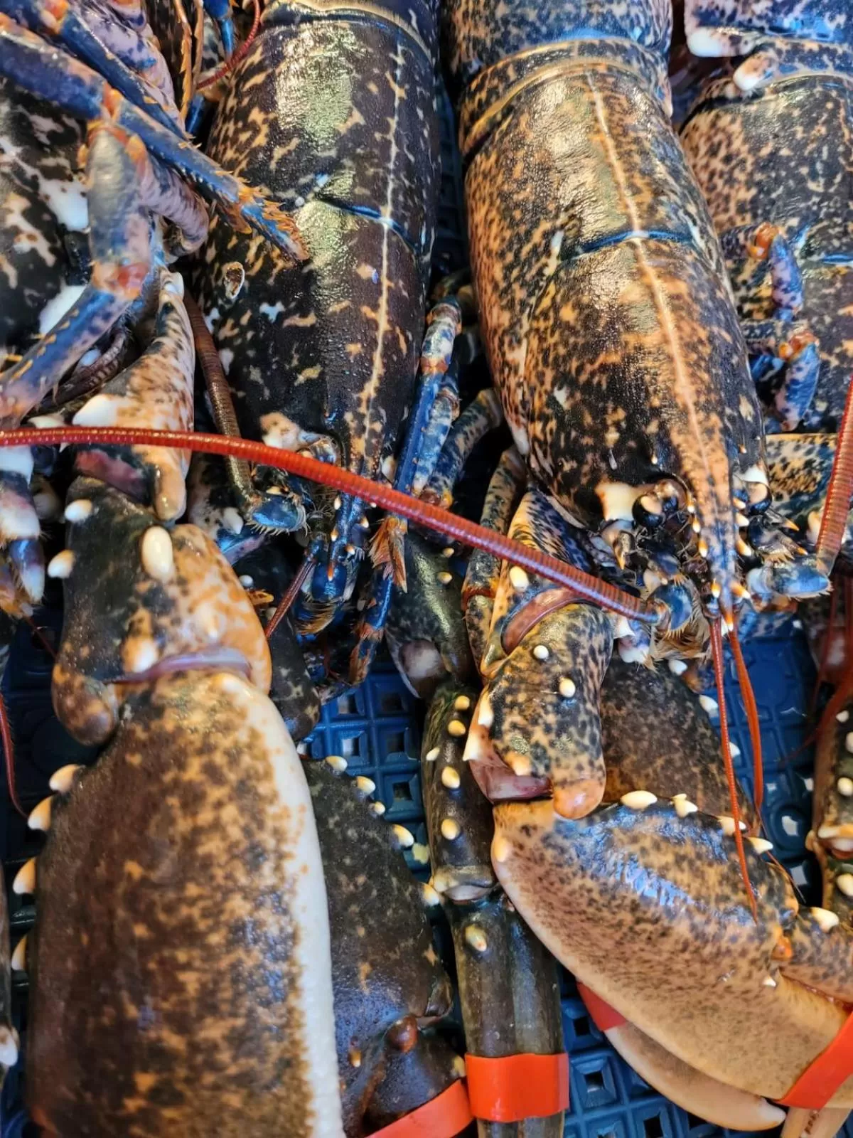 Food and drinks in The Old Ferry Inn