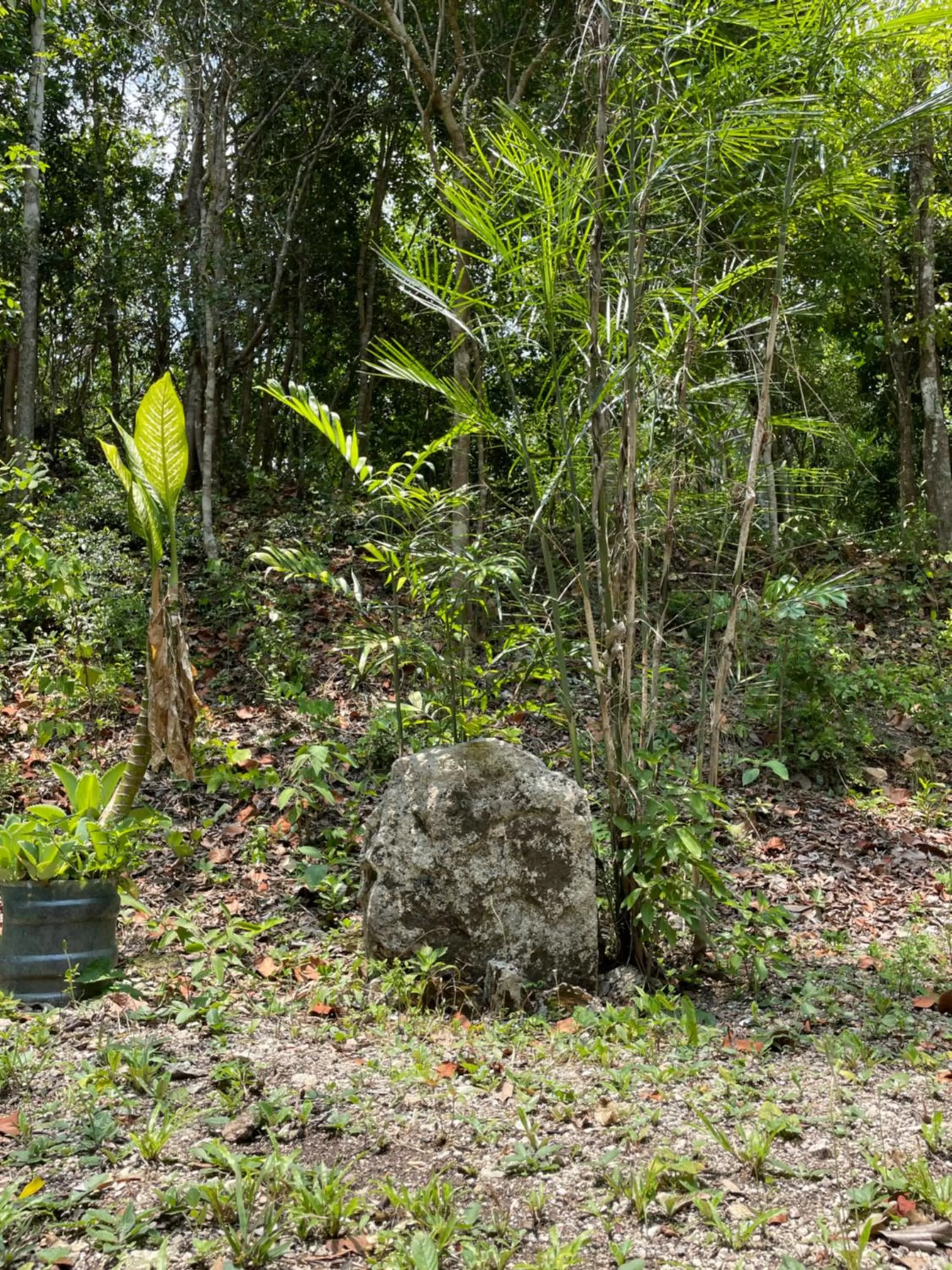Ecohabitat Calakmul