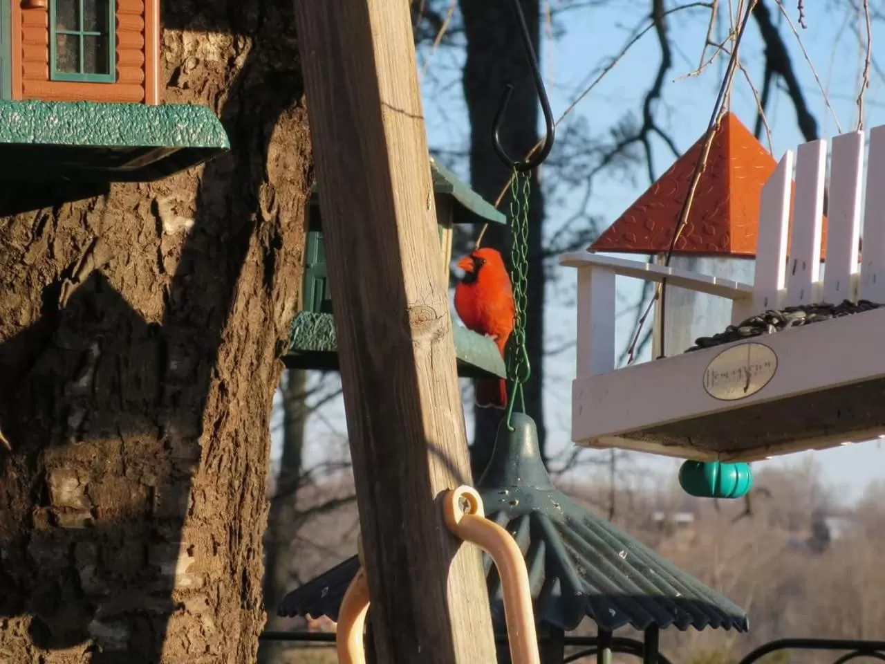 Blue Ridge Manor Bed and Breakfast