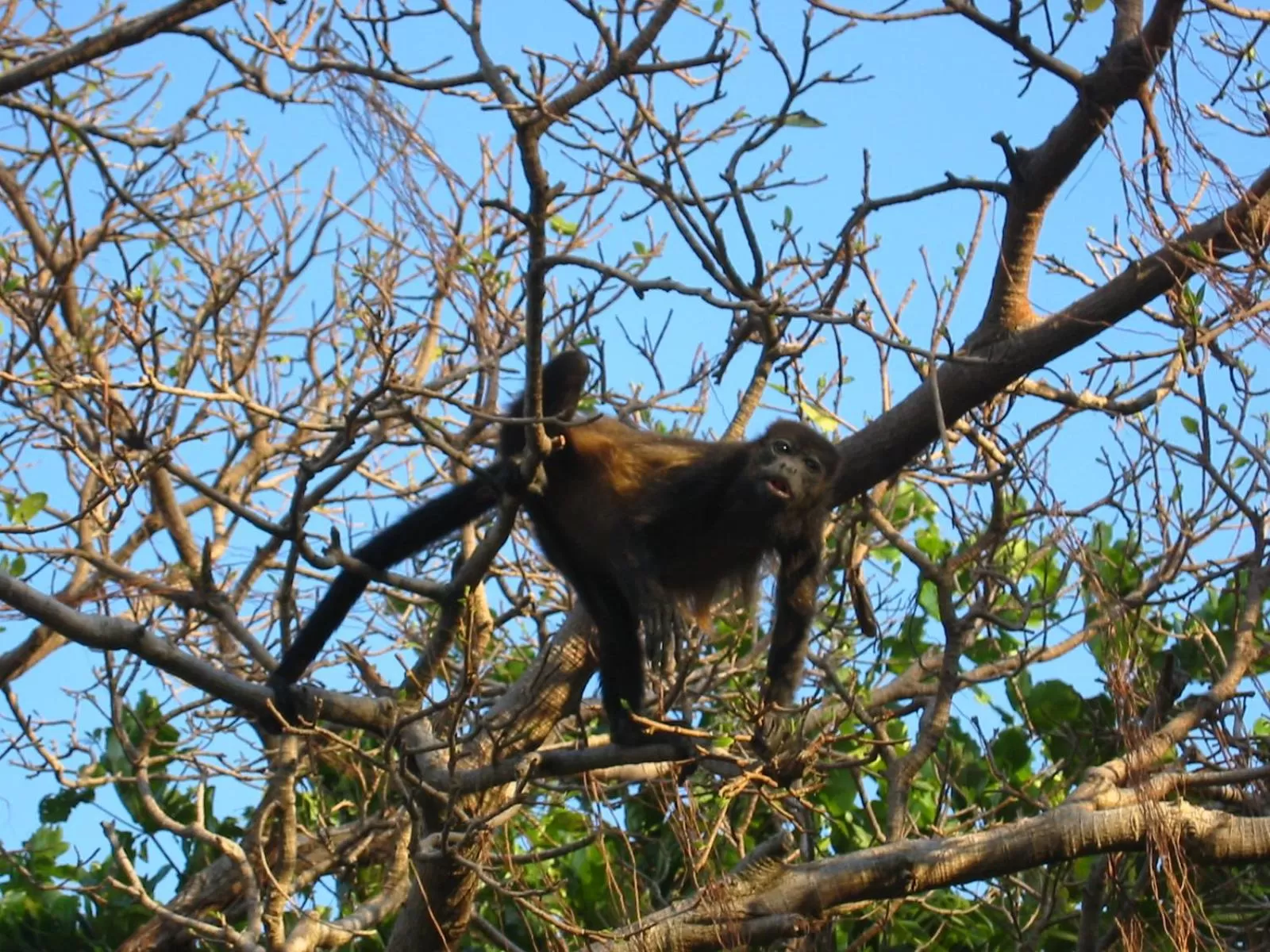 Animals, Pets in Corona del Mar