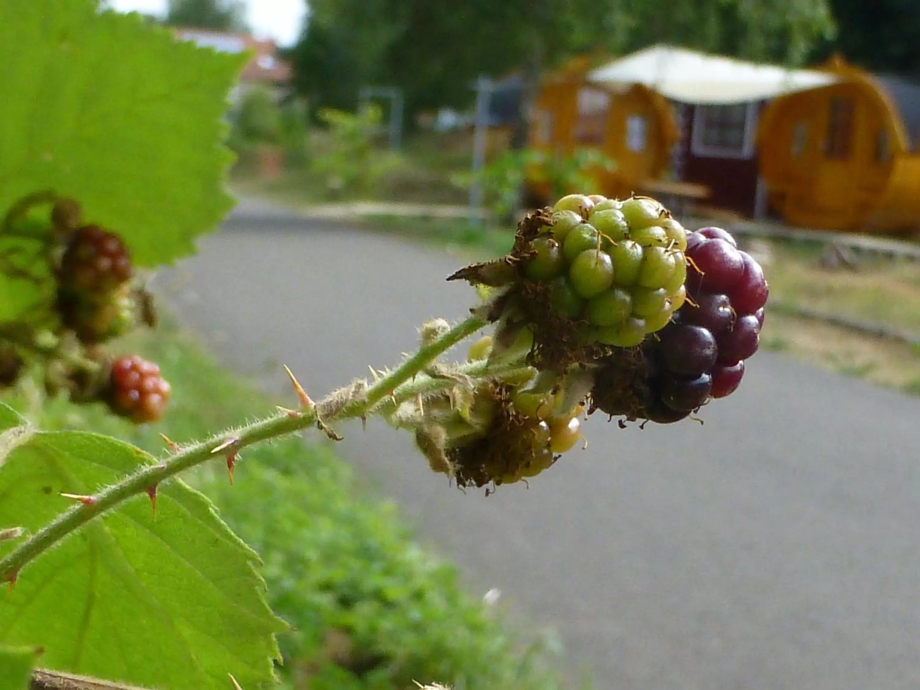 Sleeping Barrel with Shared Bathroom in Hotel Bliesbrück