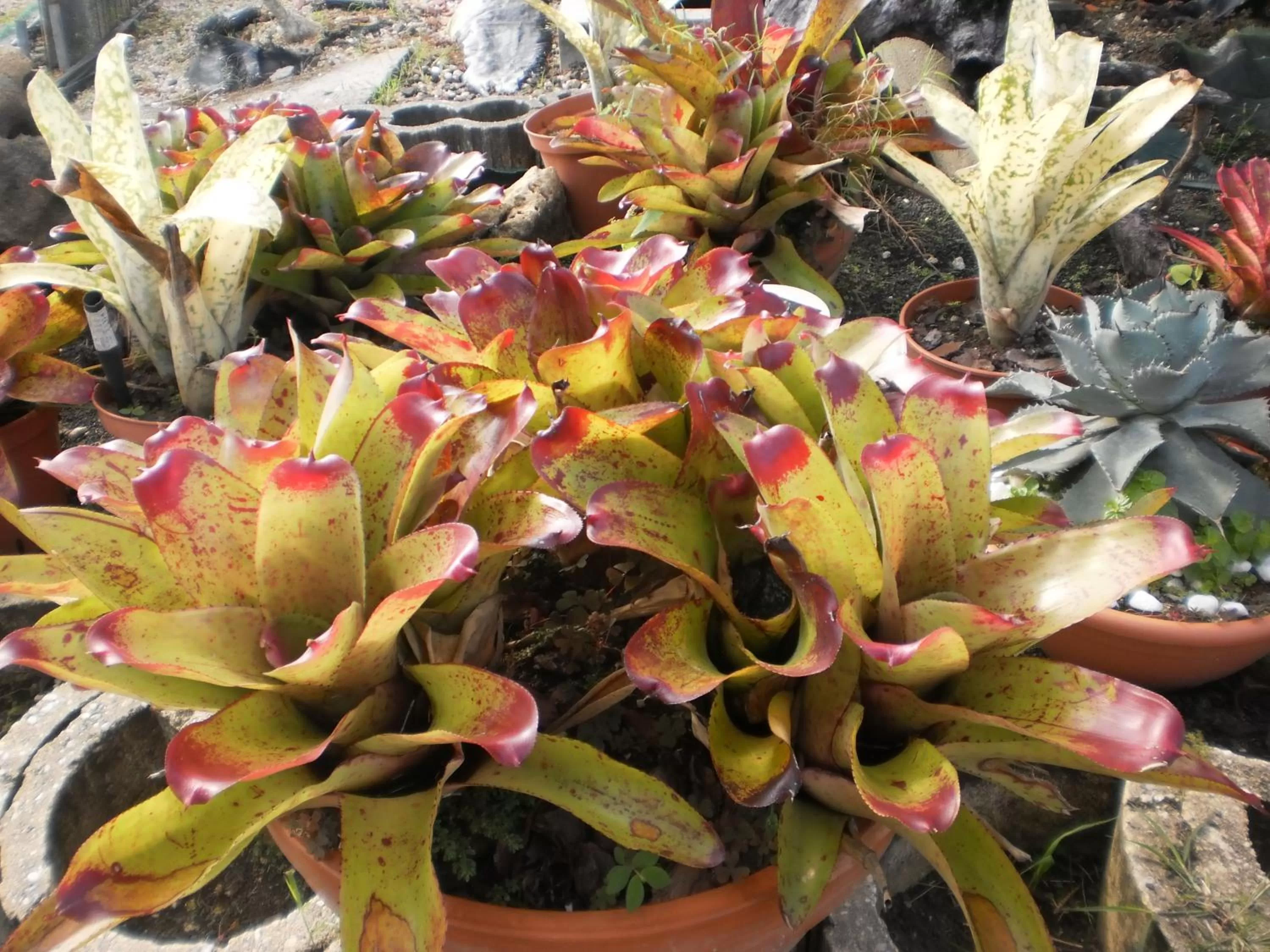 Garden in Bed and breakfast Riviere