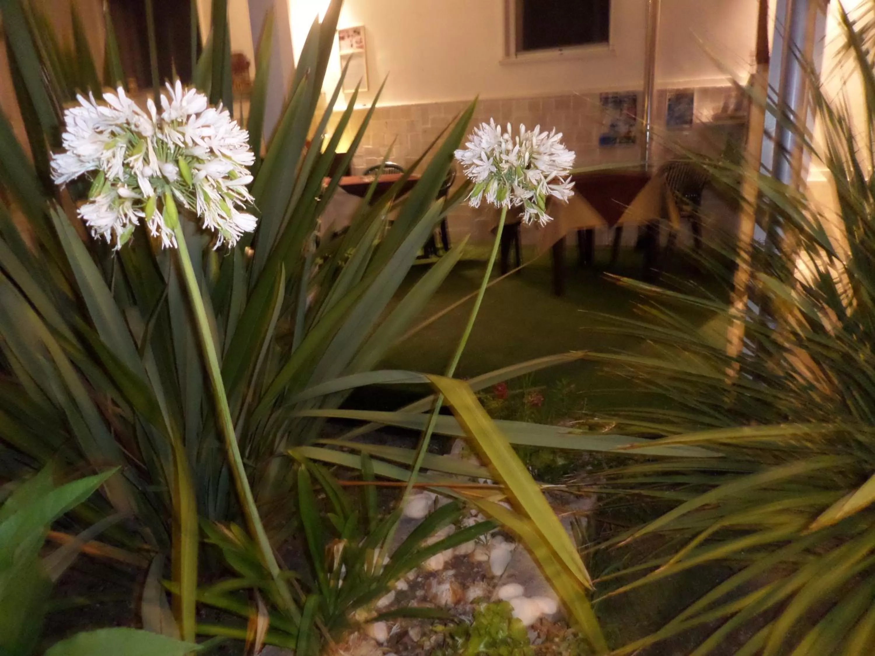 Garden in Villa Soleanna Residence