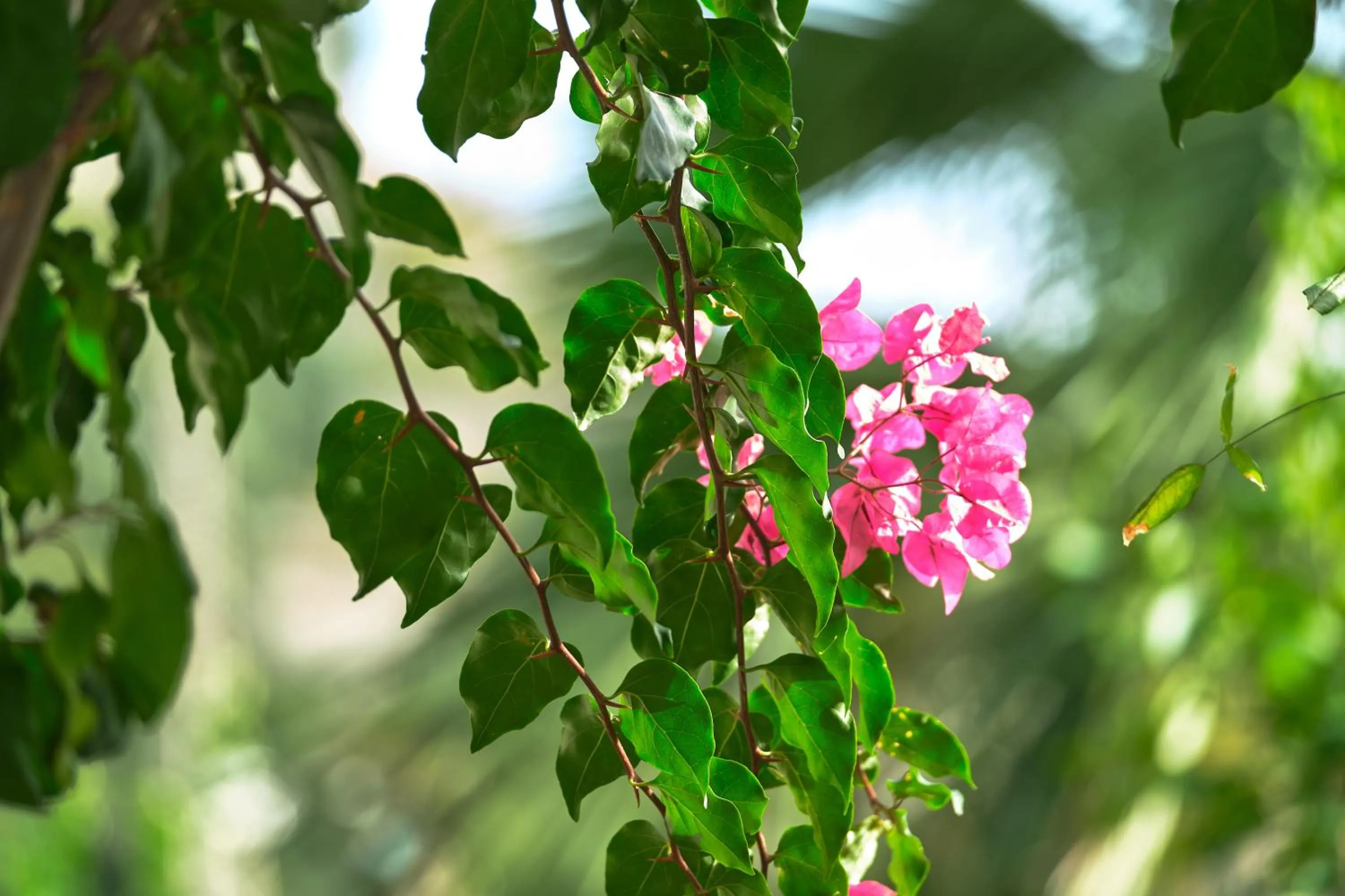 Garden in Hotel Botanico San Lazzaro