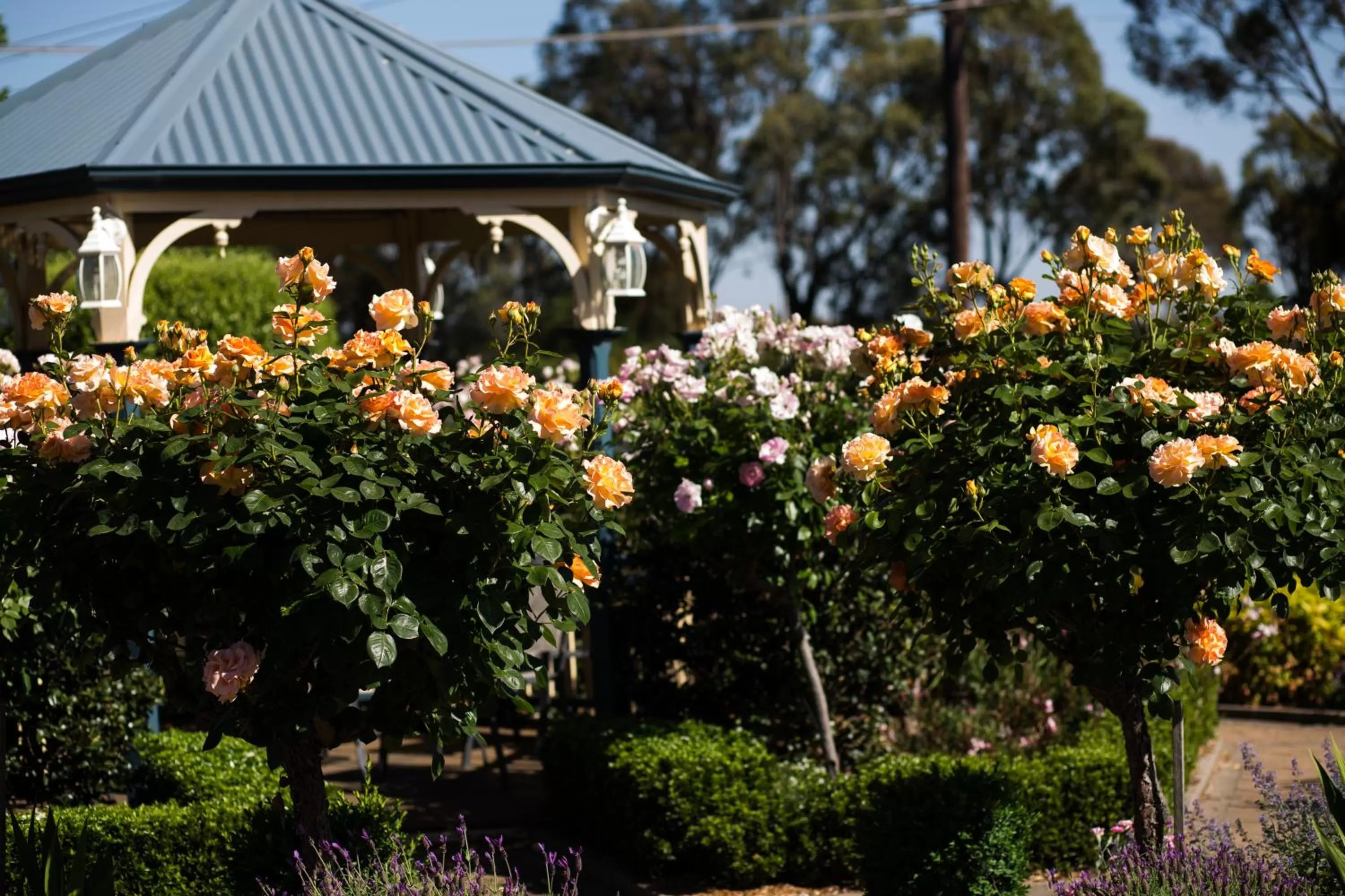 Garden in Willows Motel