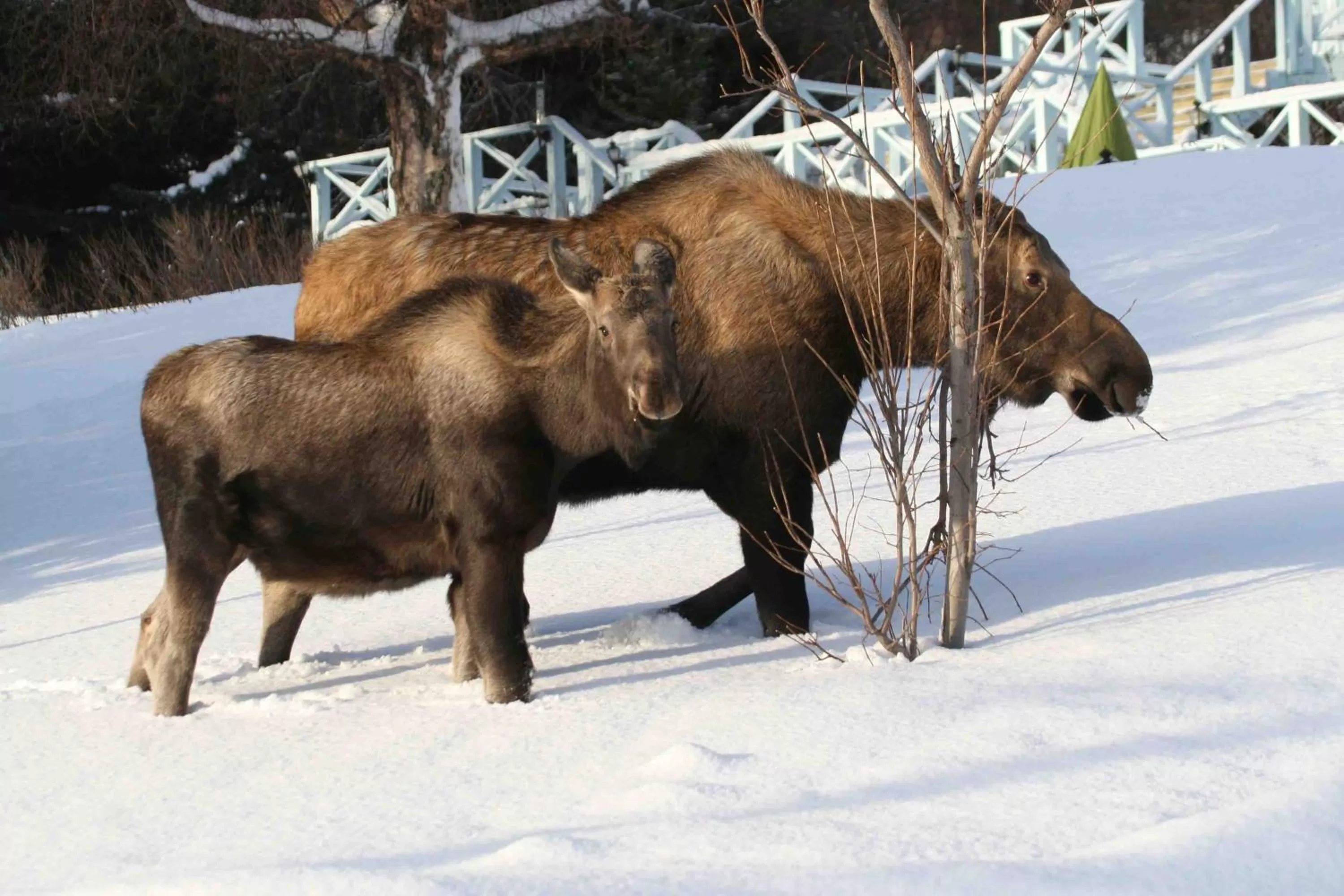 Winter in Halcyon Heights B&B/Inn