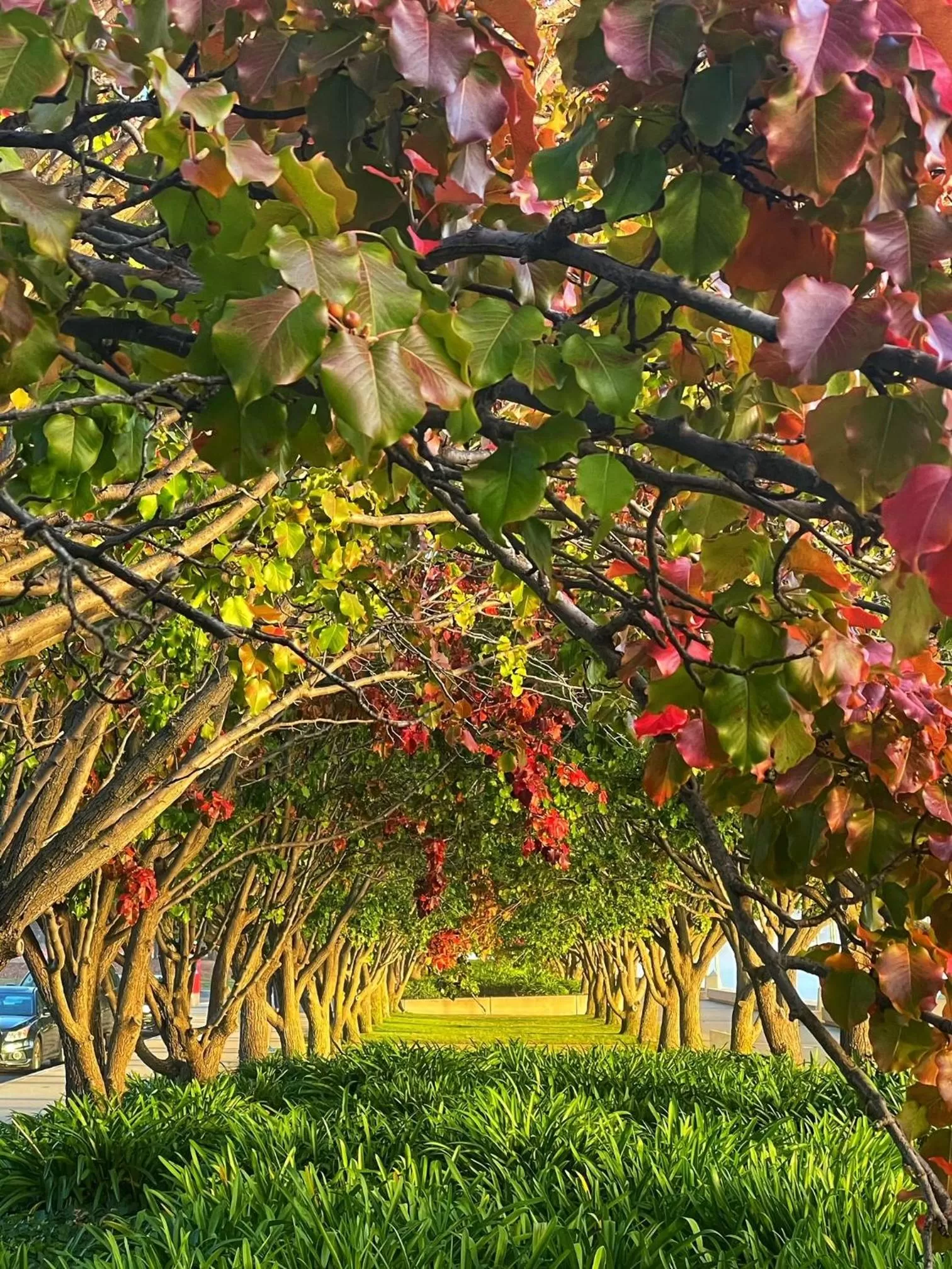 Natural landscape in Forrest Hotel & Apartments