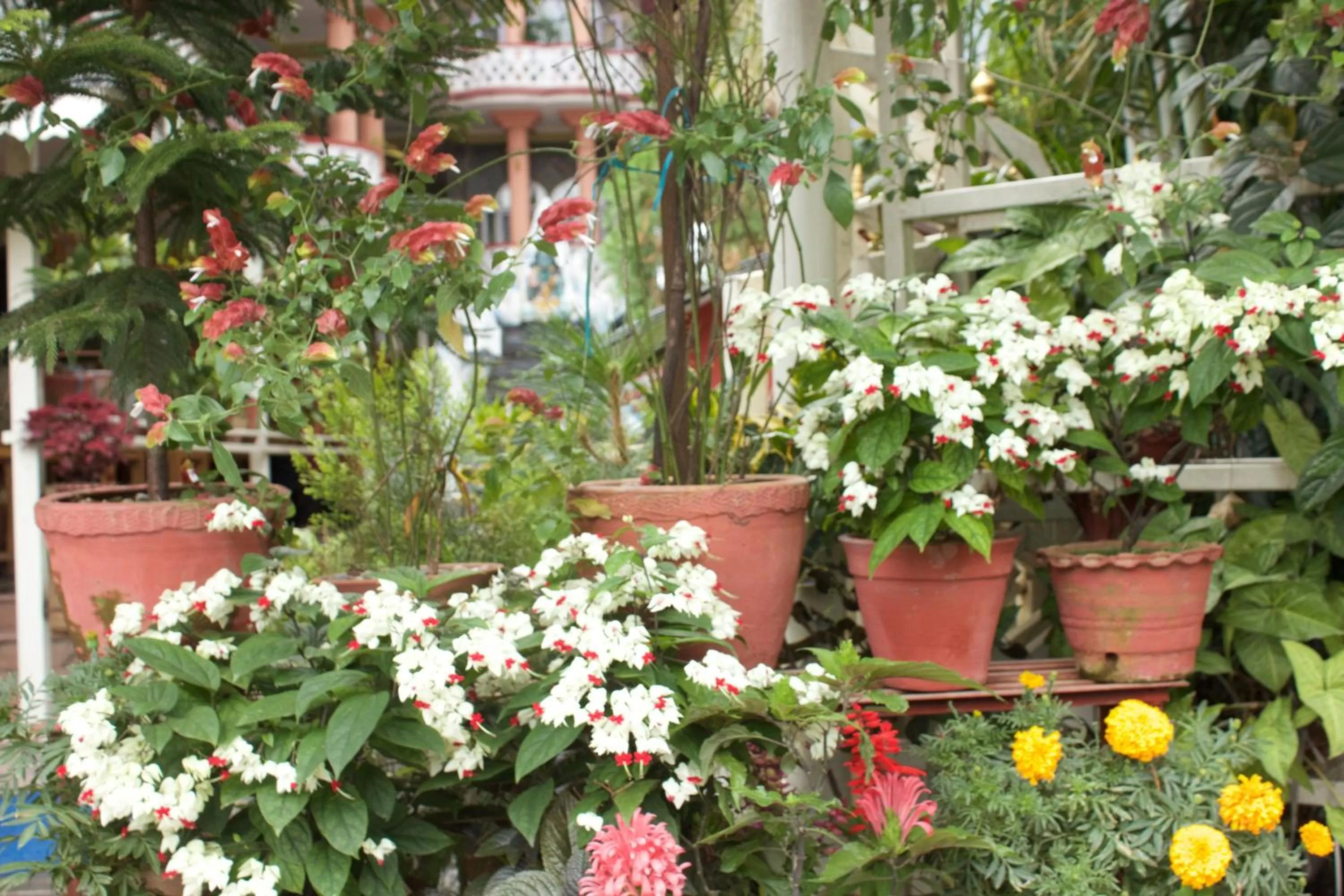 Garden in Hotel Himalayan Inn