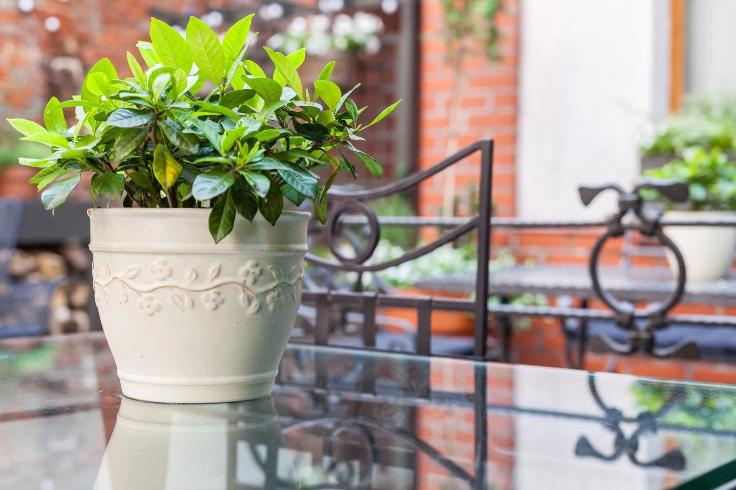 Garden in Hotel Czarna Róża