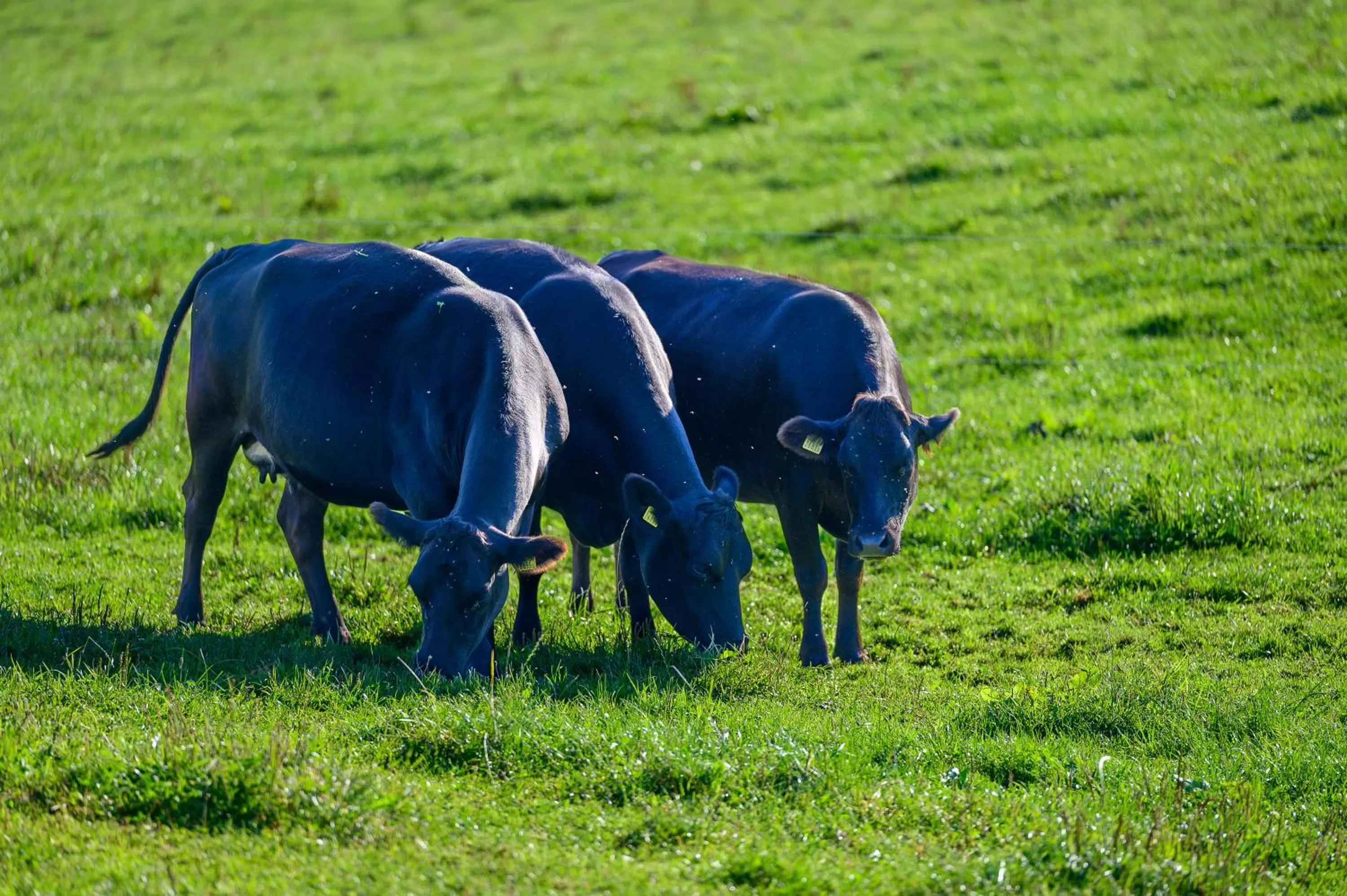 Animals in B&B Hof Grosschreie