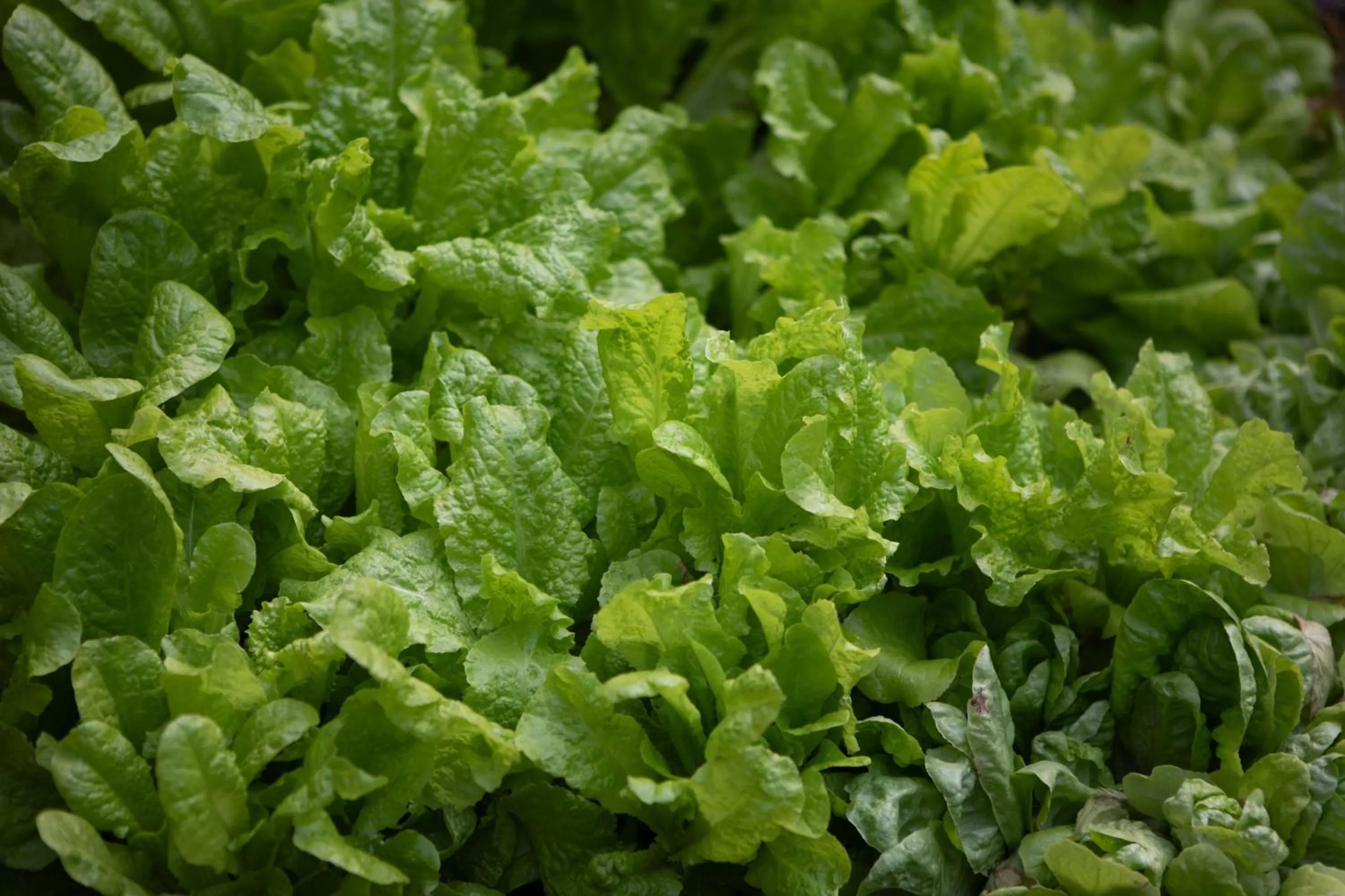 Other in HOTEL CERRO, Autograph Collection