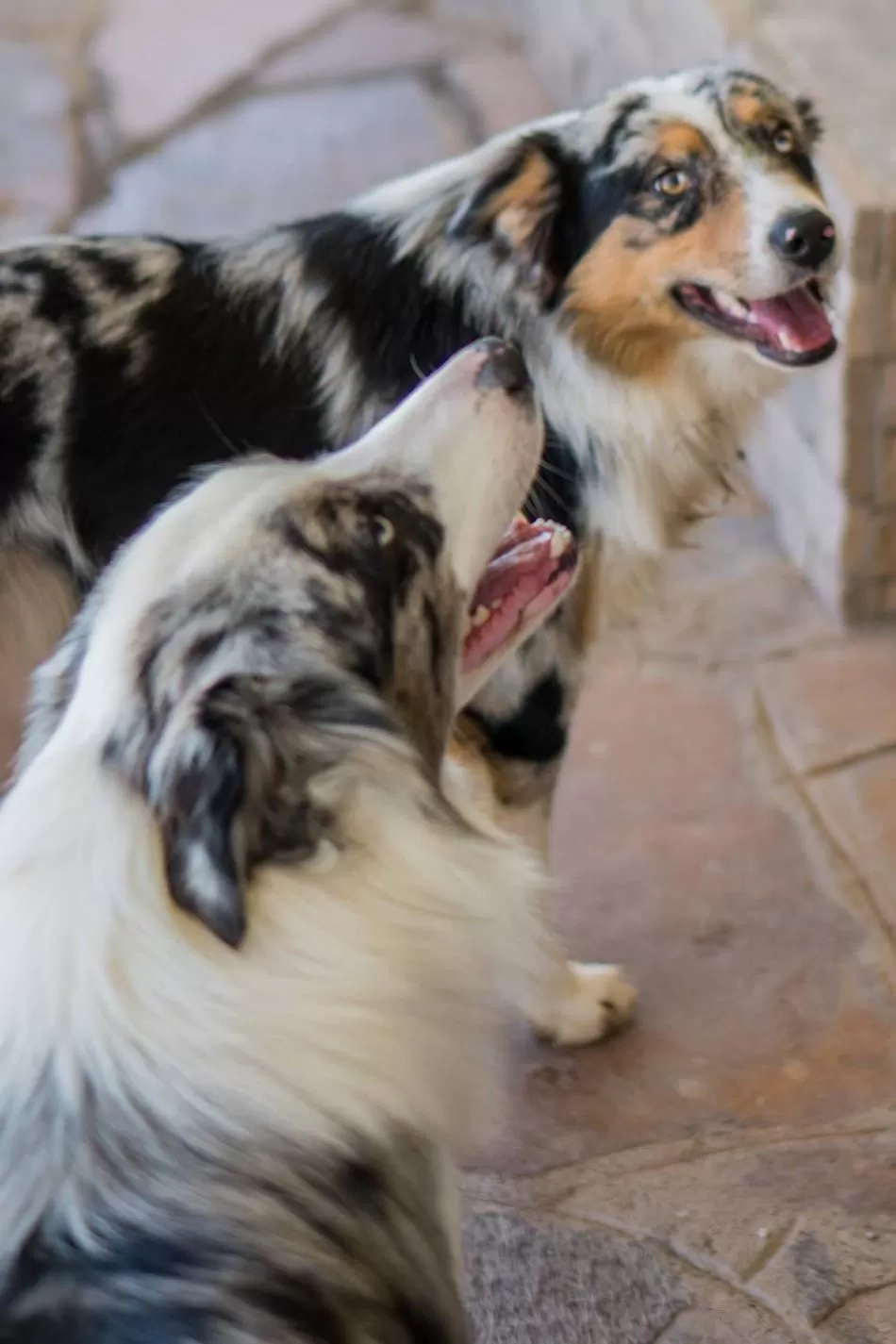 Jonkershoek Guest Farm