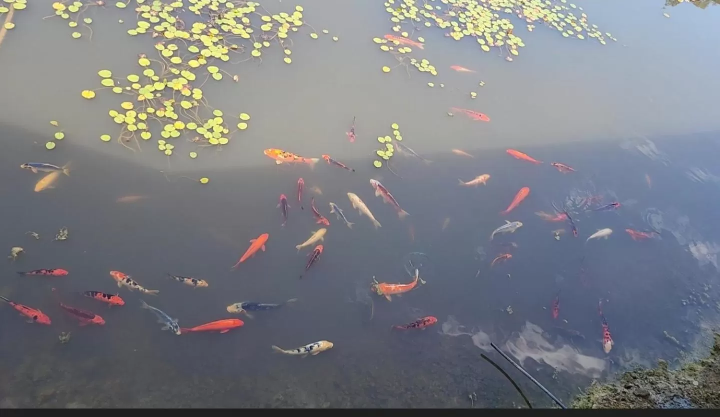 Golf Club Motor Inn Wingham