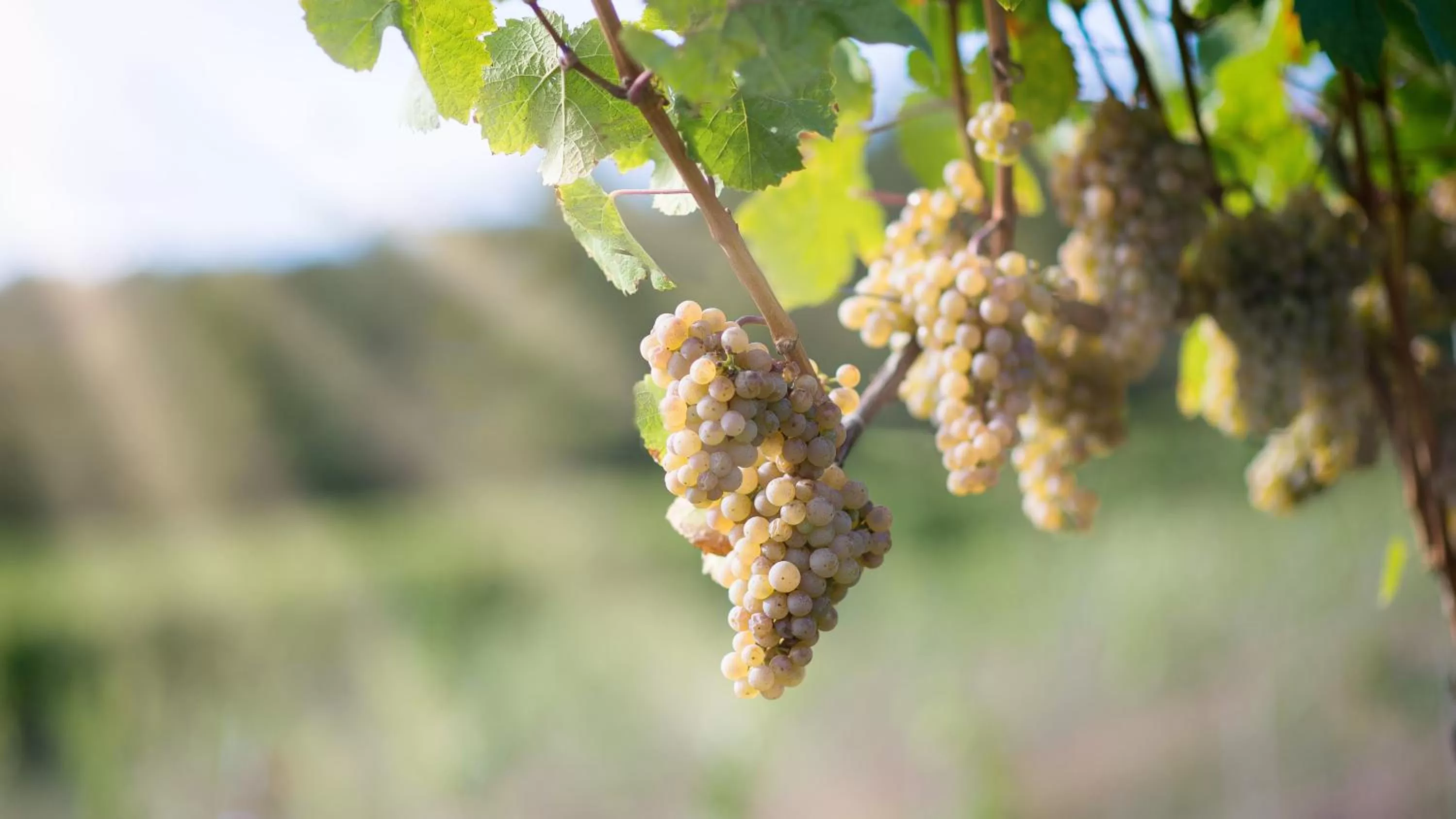 Day in Hotel Rebstock