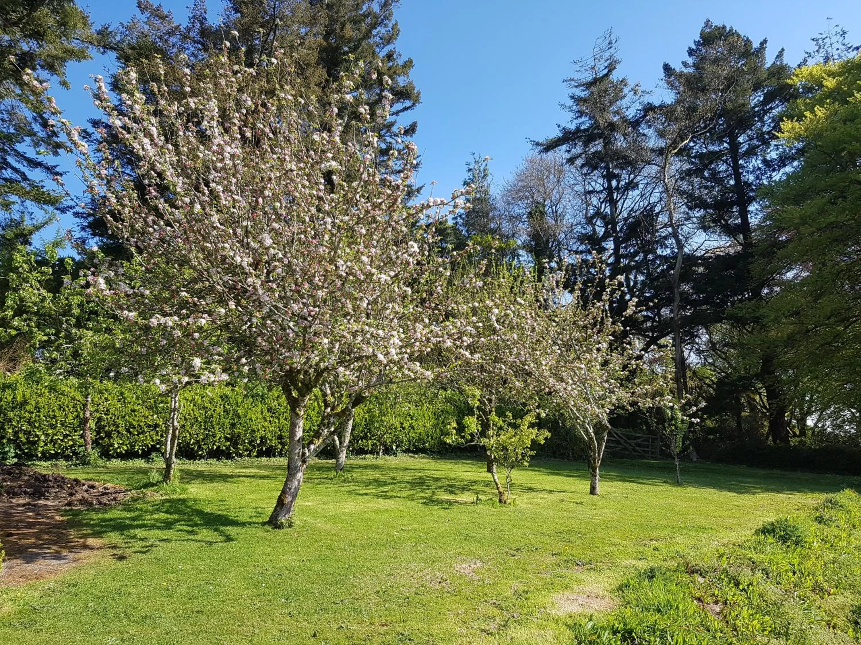 View (from property/room) in Great Trethew Hotel - Self Catering Lodges - Bar & Restaurant