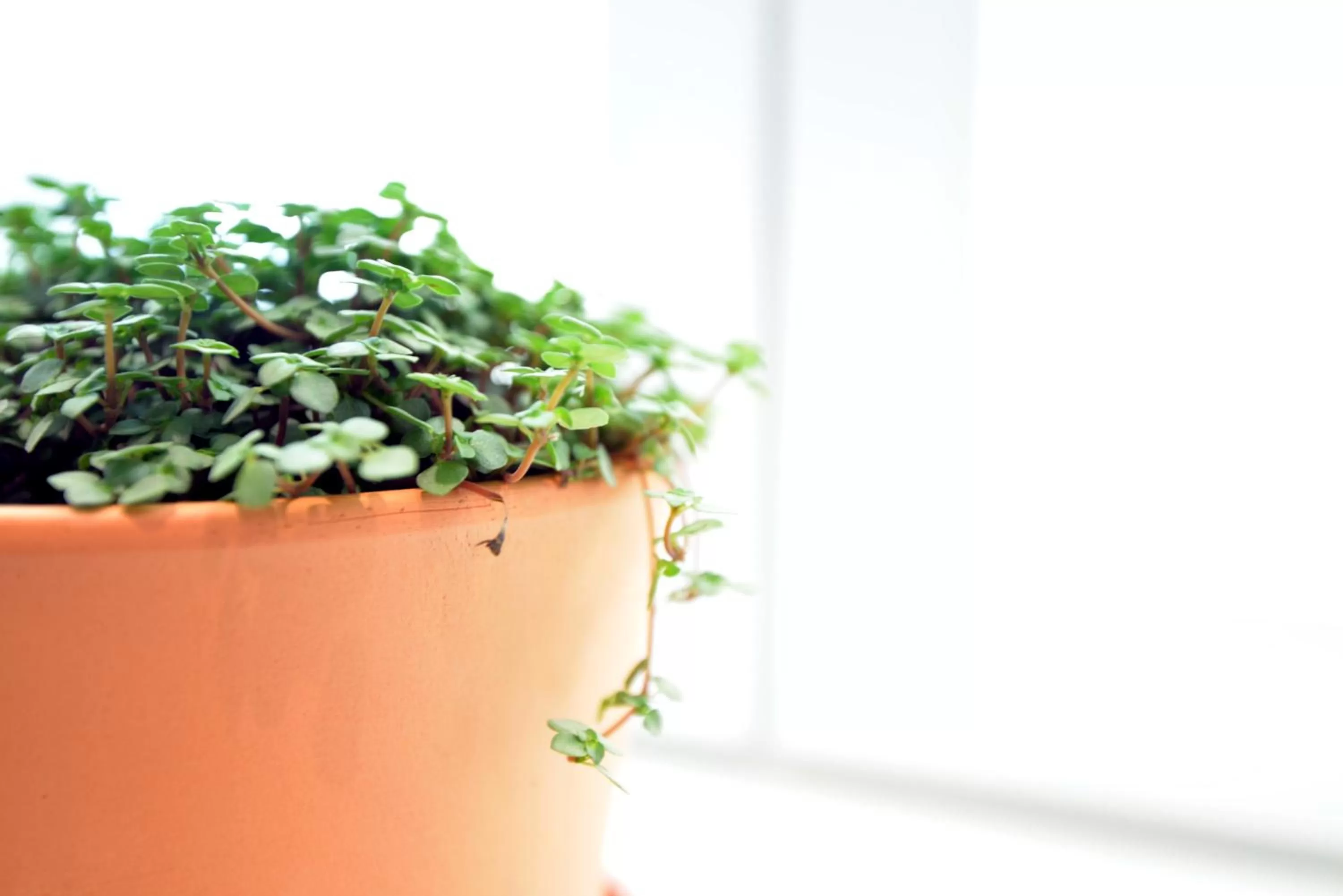 Decorative detail in Locandiera