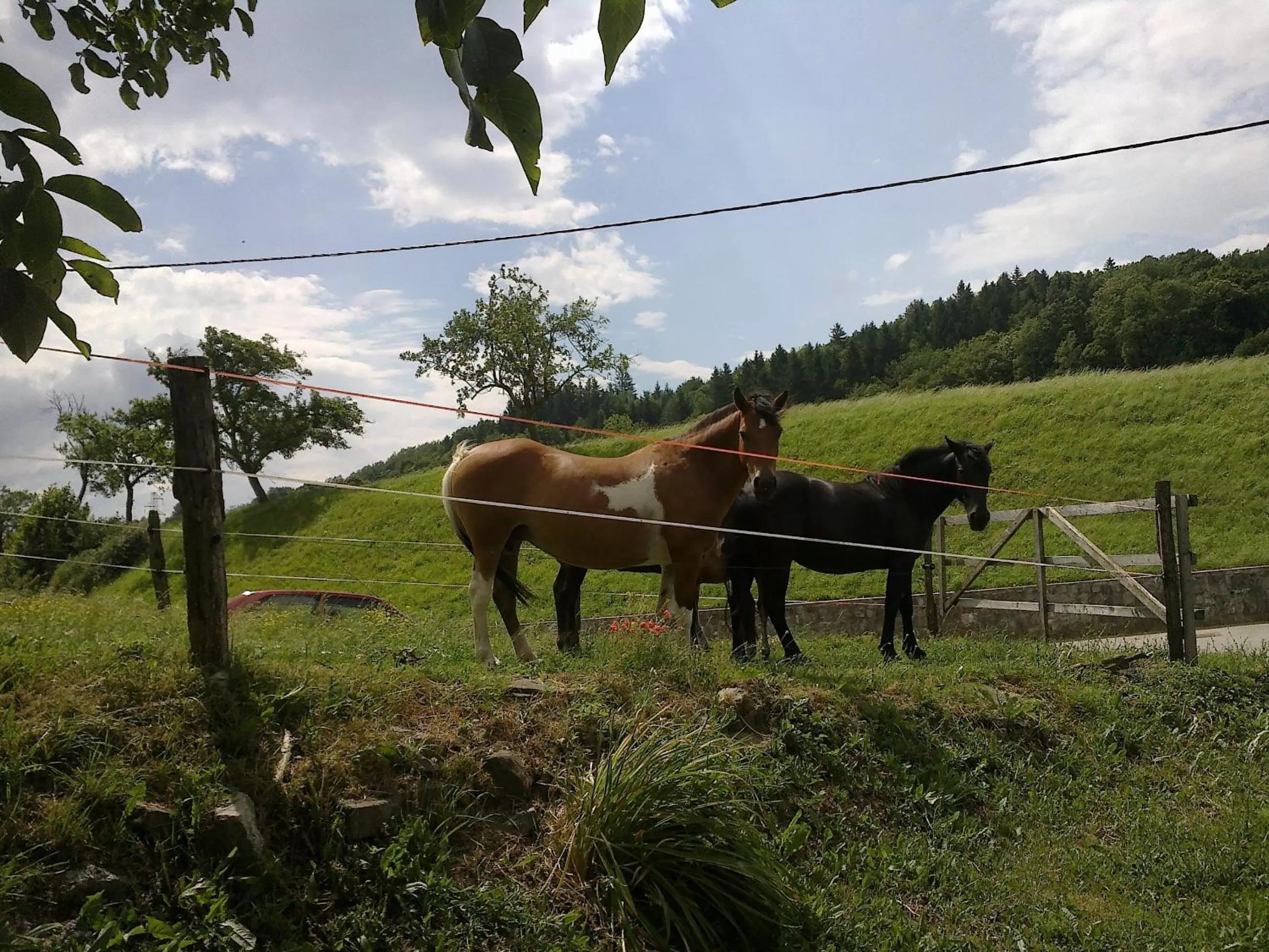 Animals, Other Animals in Bed and Breakfast Špelca