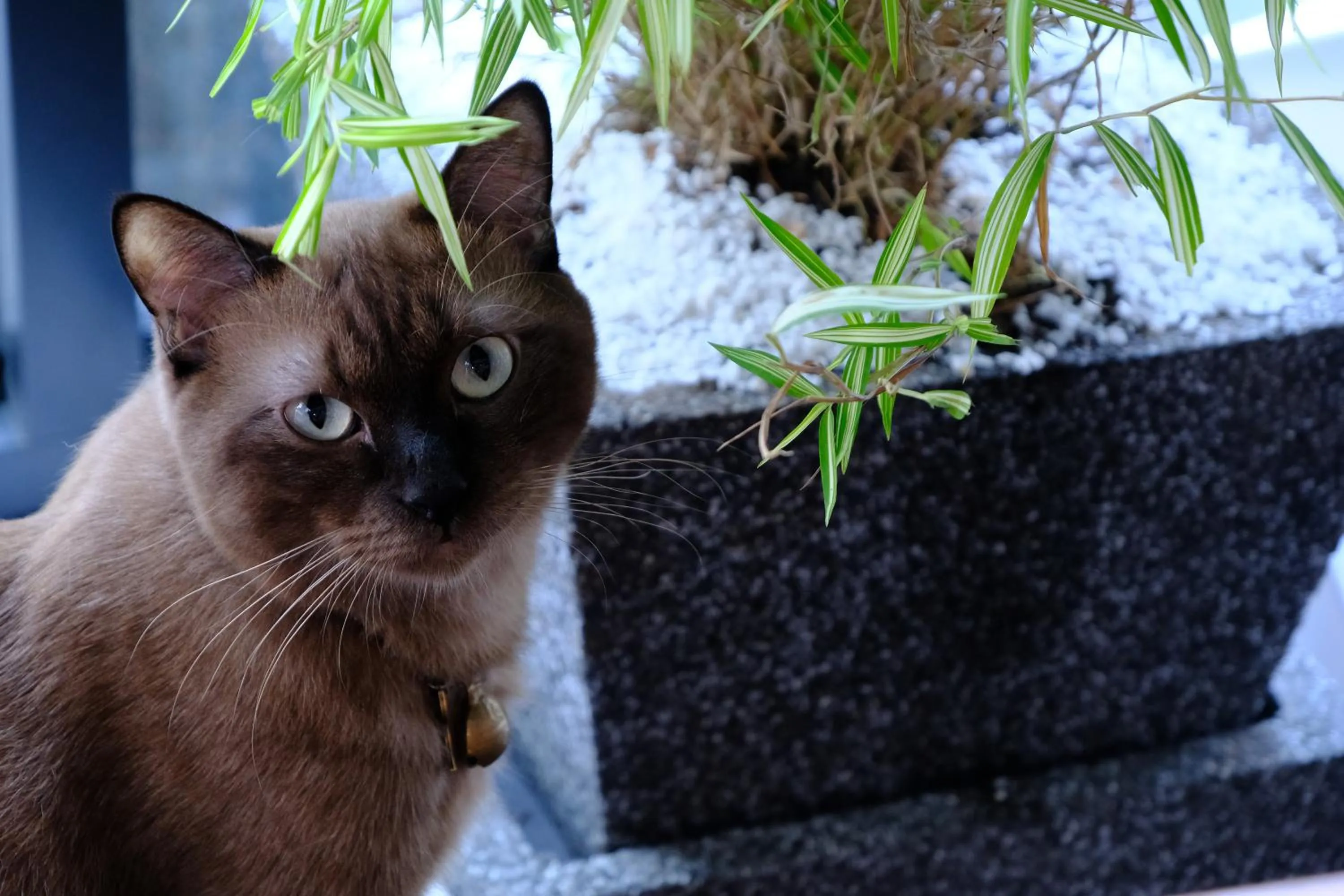 Animals in Baan Lung Poshtel