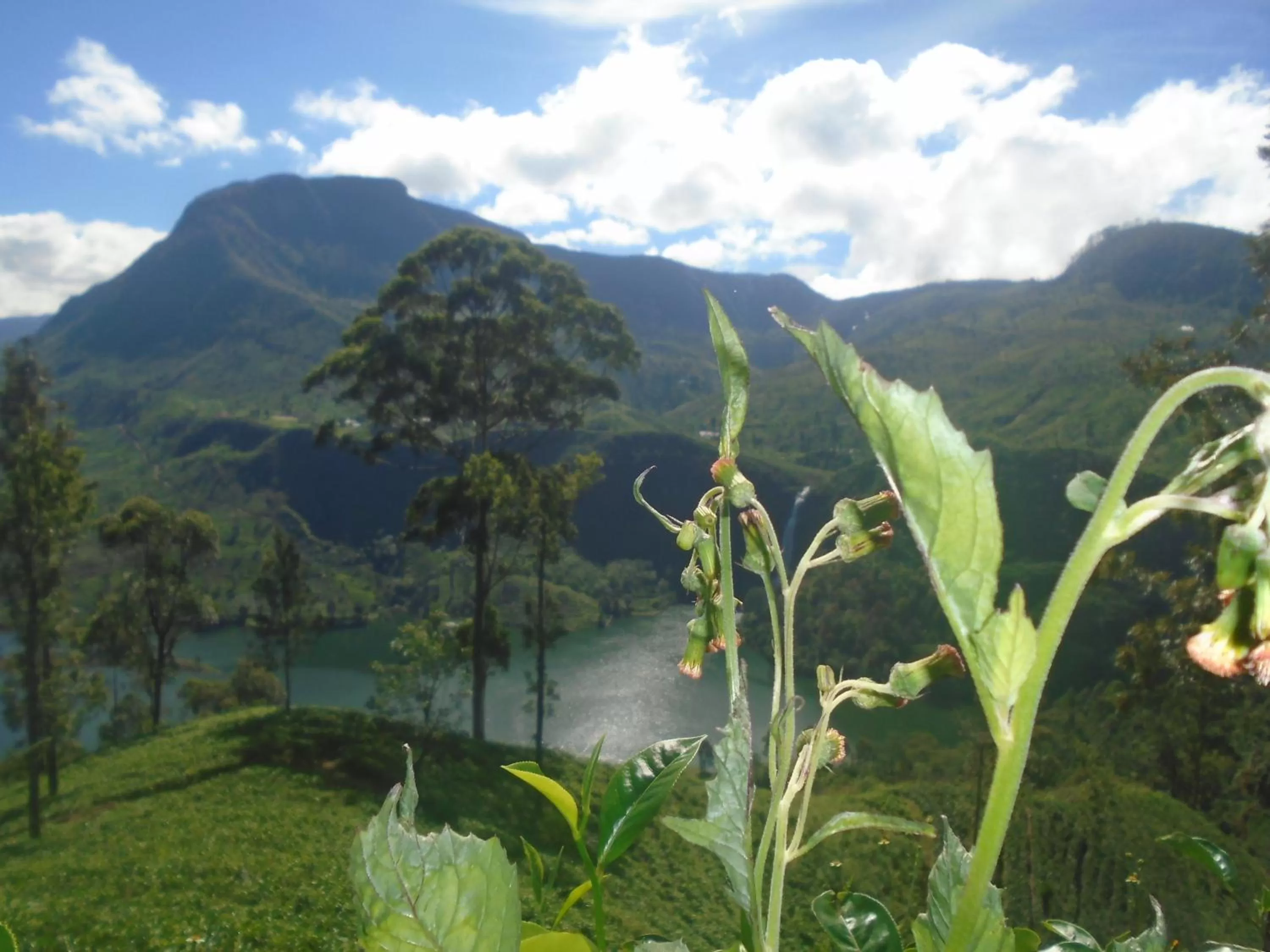 Mountain View in B.Rose House