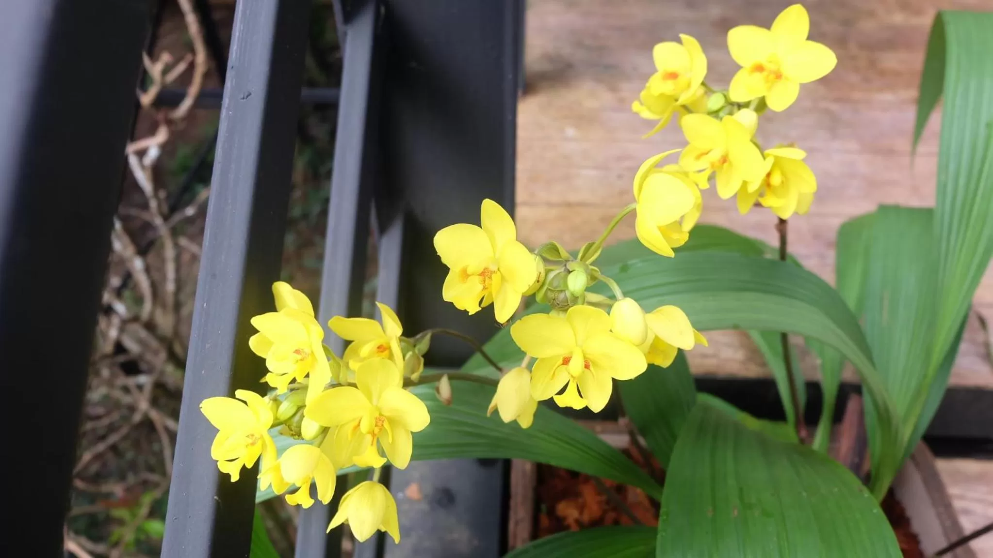 Spring in Wangka Resort