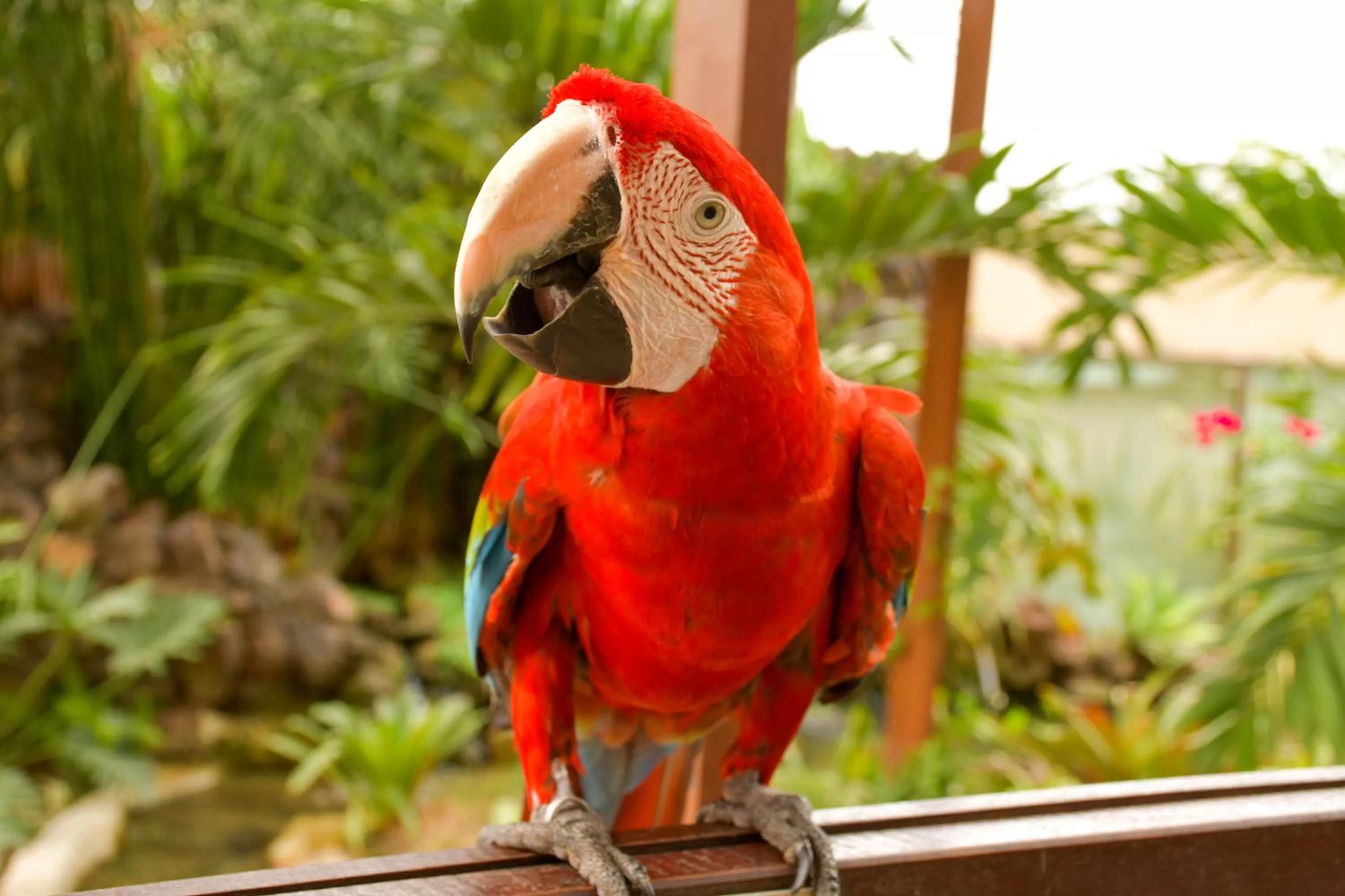 Other Animals in Pousada Sol e Mar