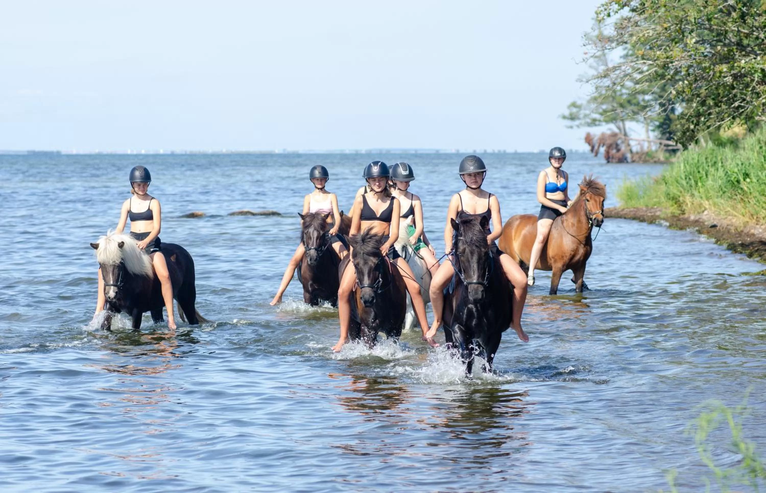 Horse-riding in Ölands Yoga Studio & Islandshästar, Stugor & Rum