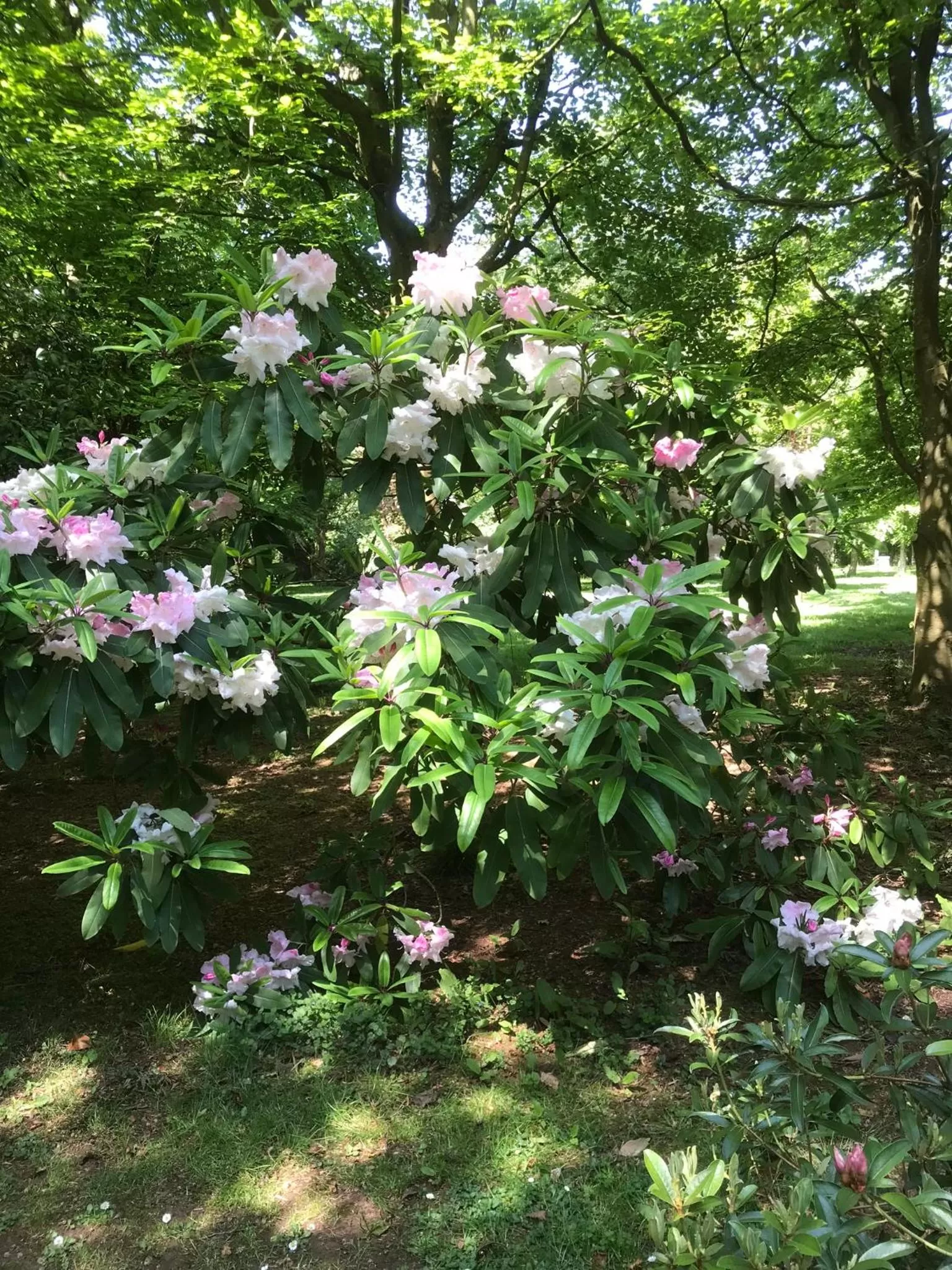 Garden in Beryl Country House