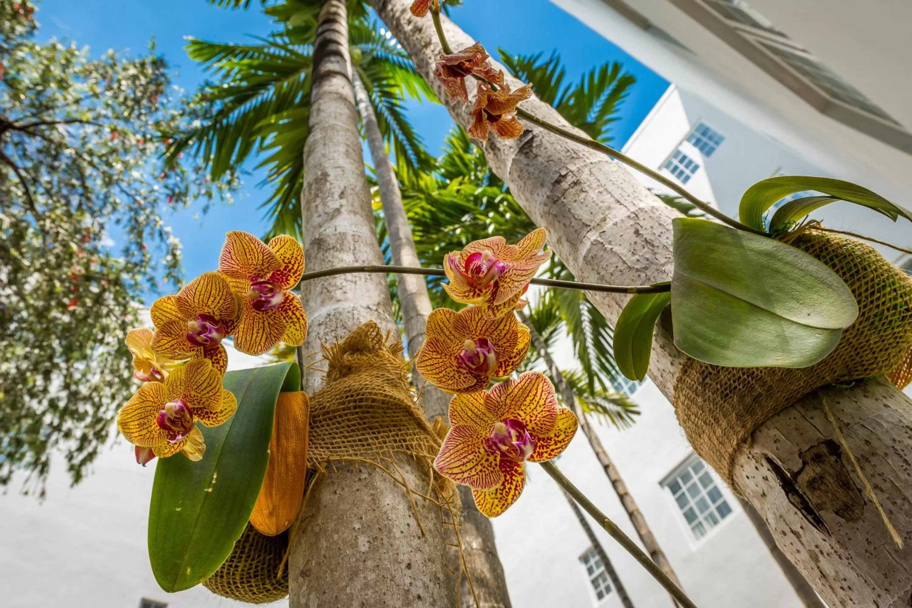 Patio in Hotel Belleza