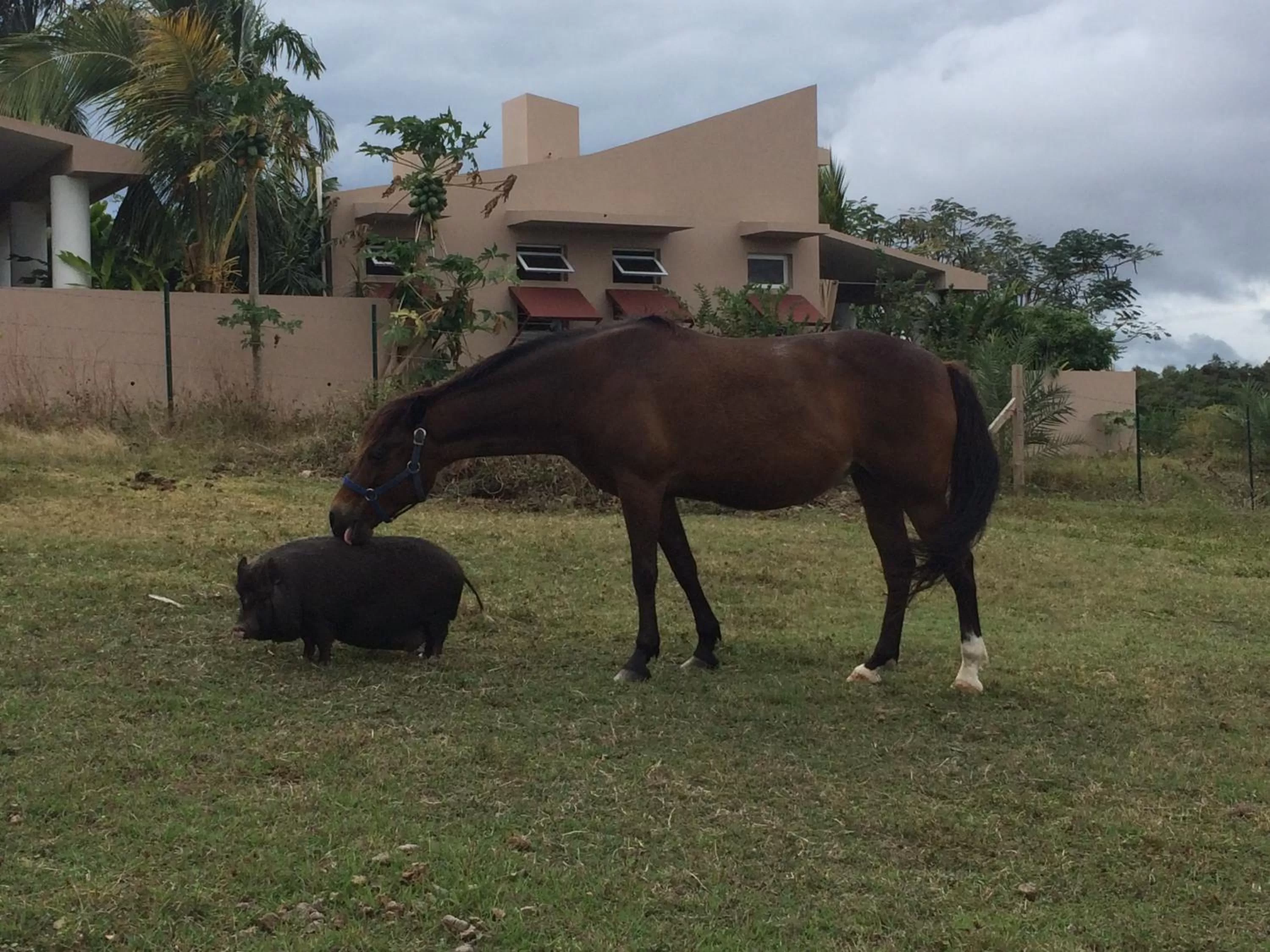 Other Animals in 4 Casitas