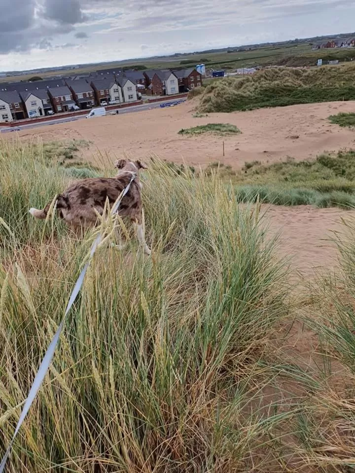 Animals in Cumbria Guest House