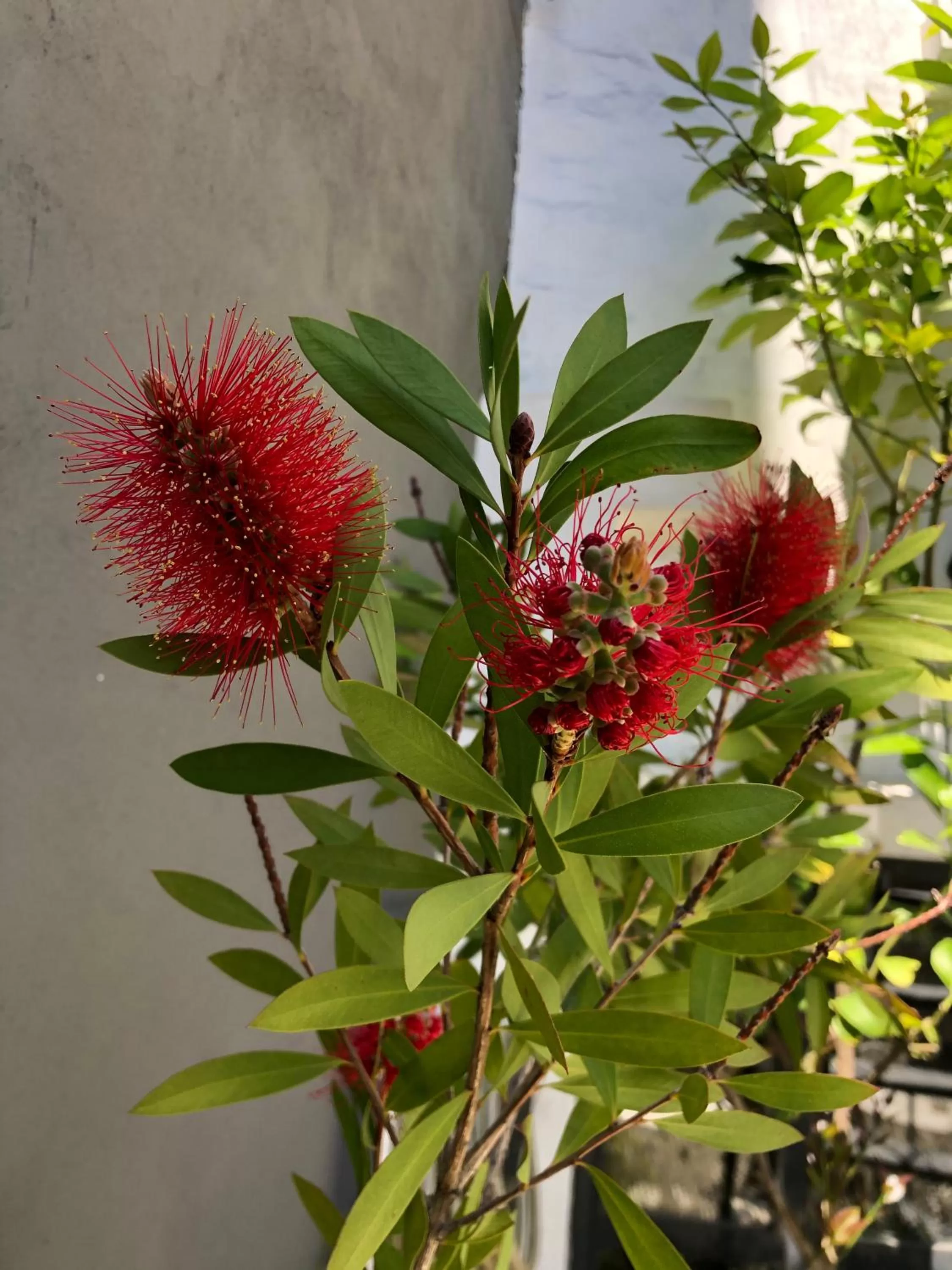 Garden in Le Petit Palais