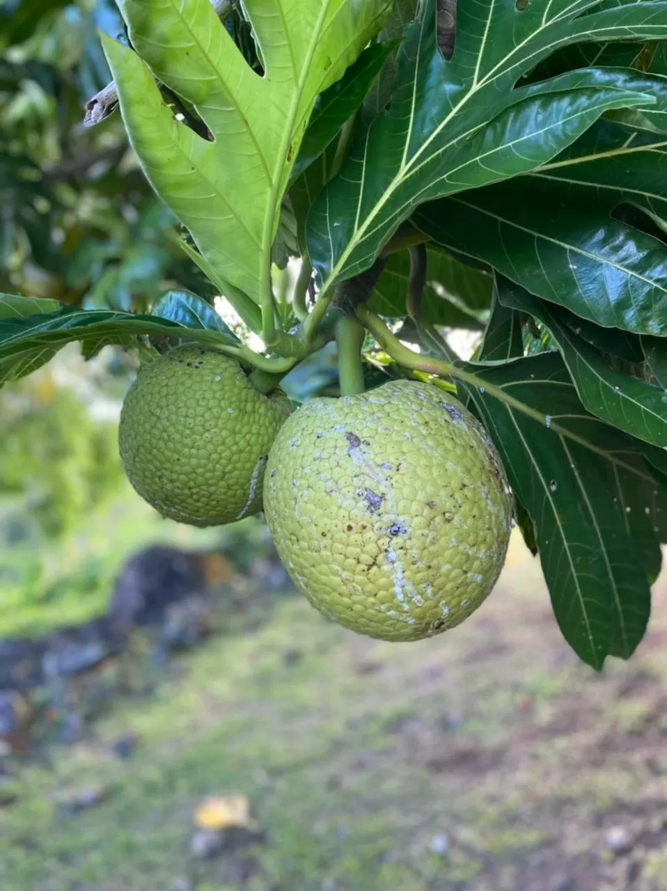 Villa Cajou (Chambre d'hôtes chez l'habitant)