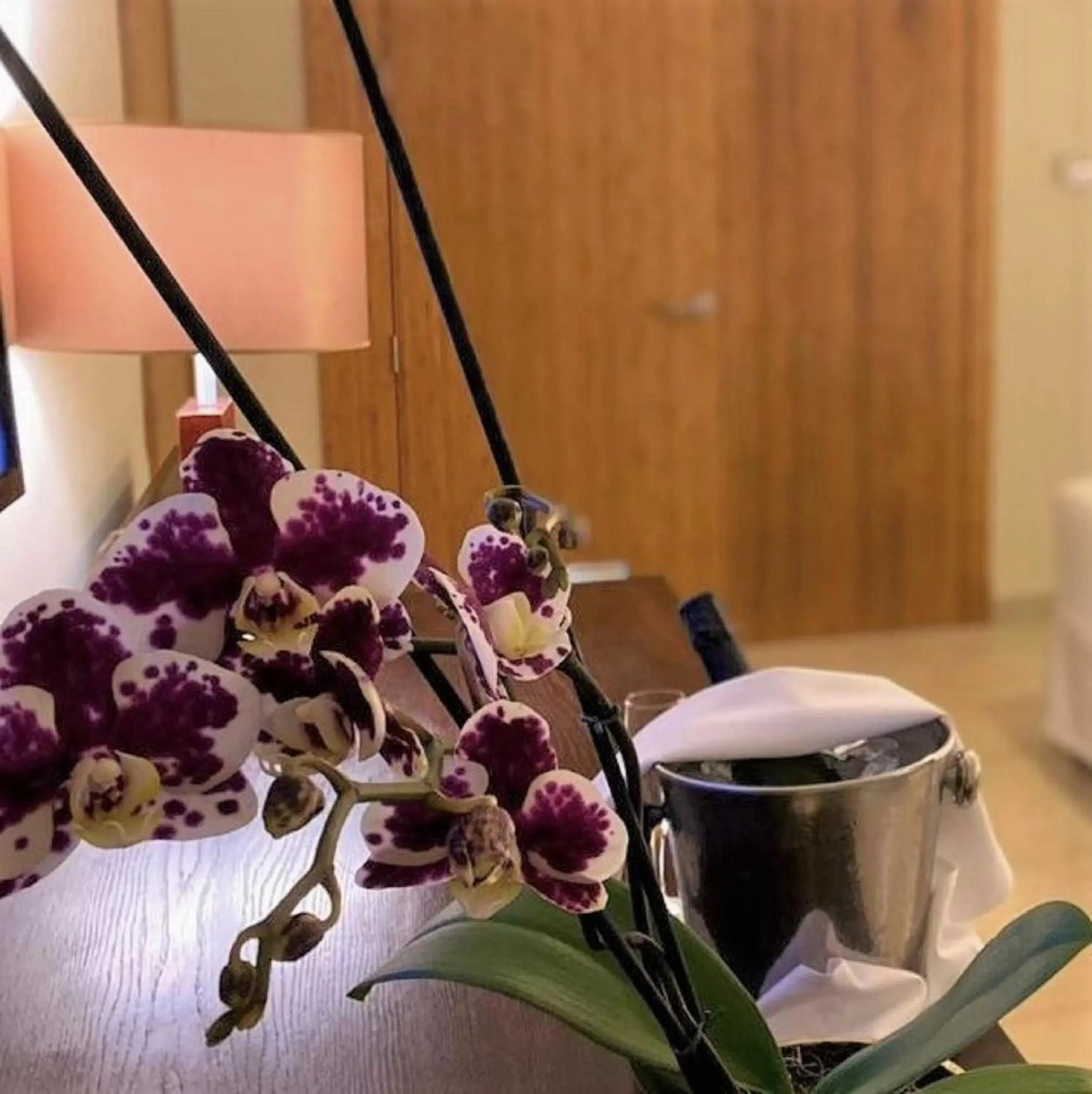 Xhale Club Junior Suite Tropical View Double in Breathless Punta Cana Resort & Spa - Adults Only - All Inclusive Xhale Club Junior Suite Tropical View Double in Breathless Punta Cana Resort & Spa - Adults Only - All Inclusive