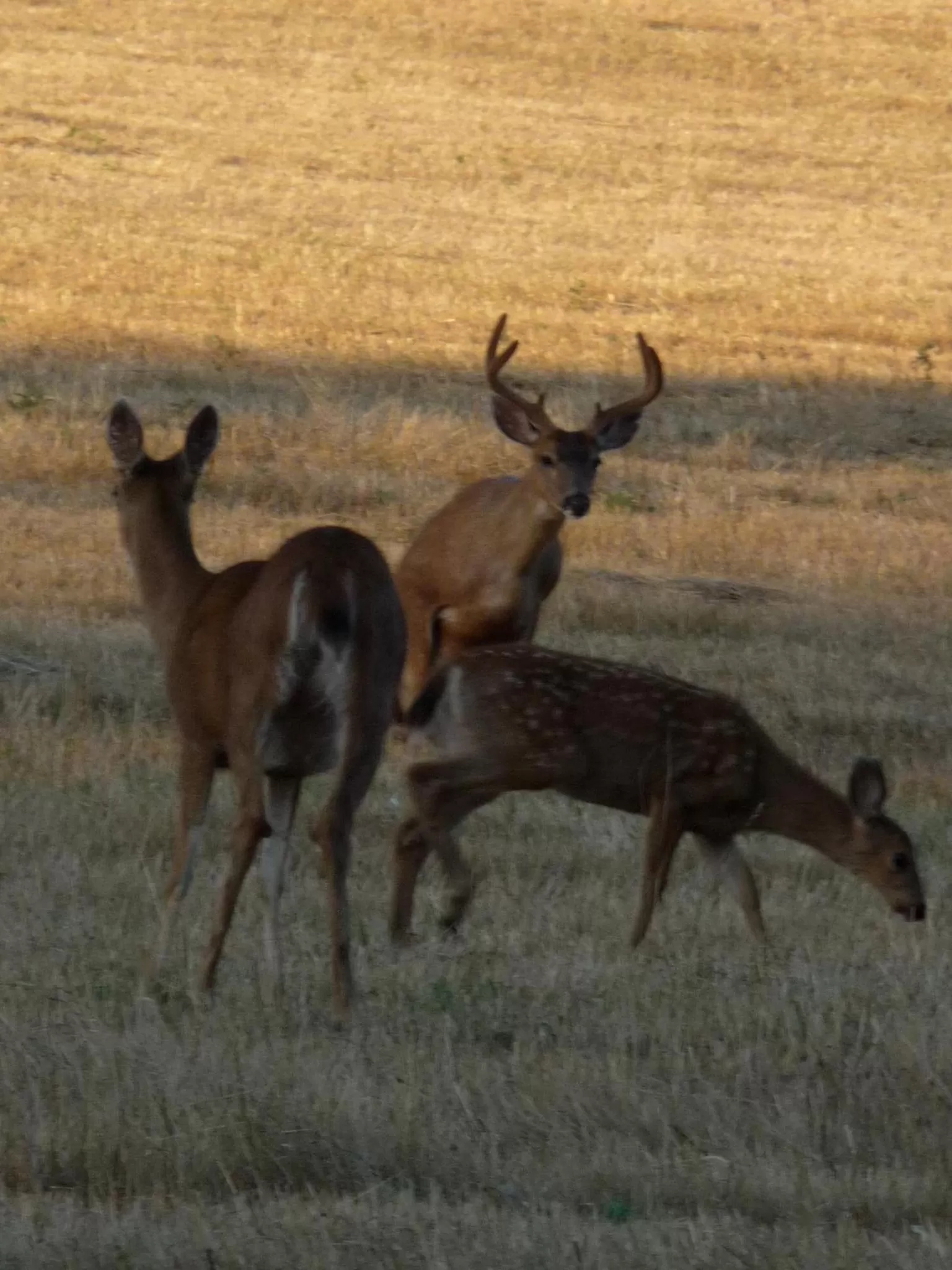 Animals in Magnolia Petal
