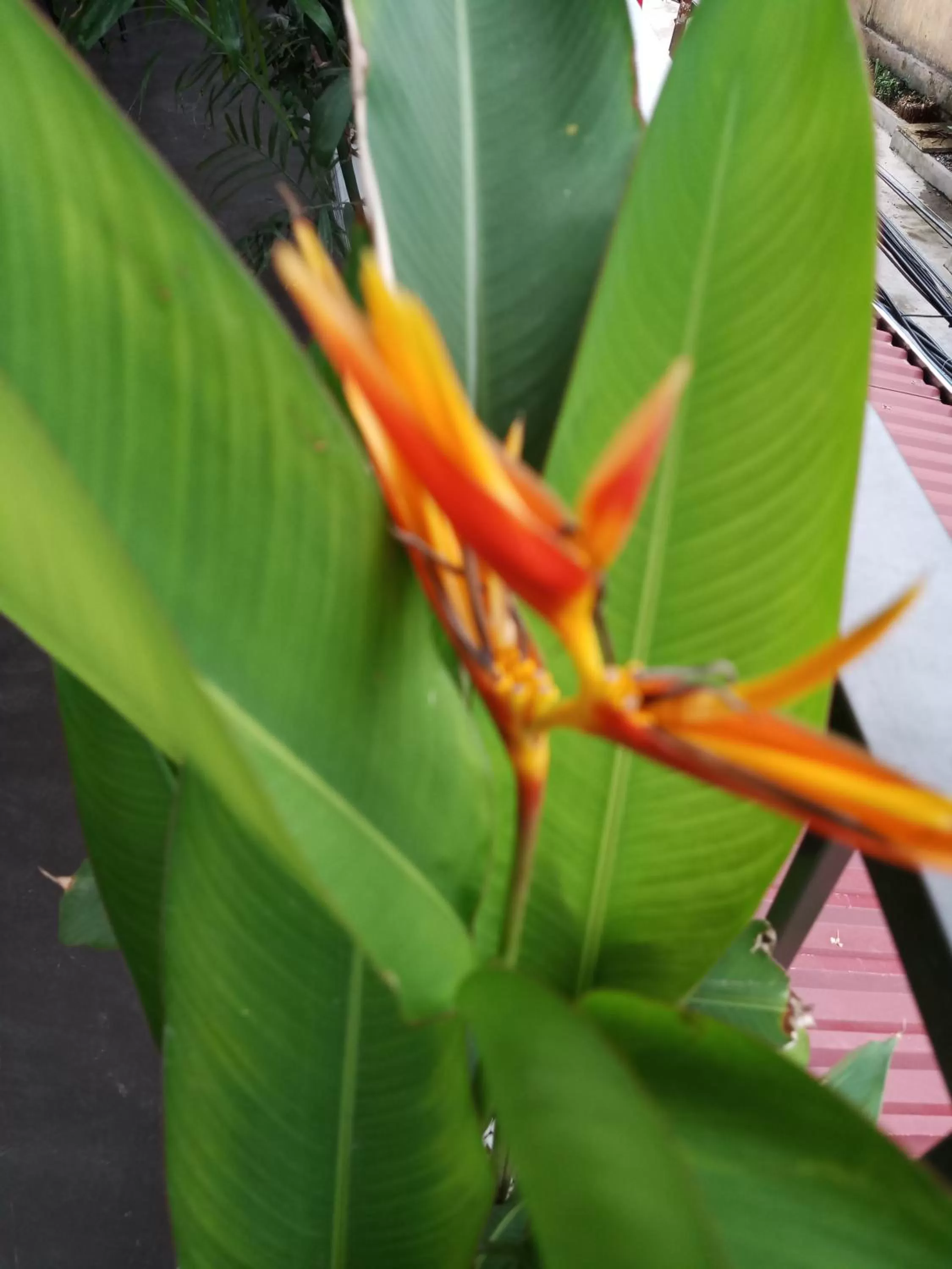 Natural landscape in Green Space Homestay