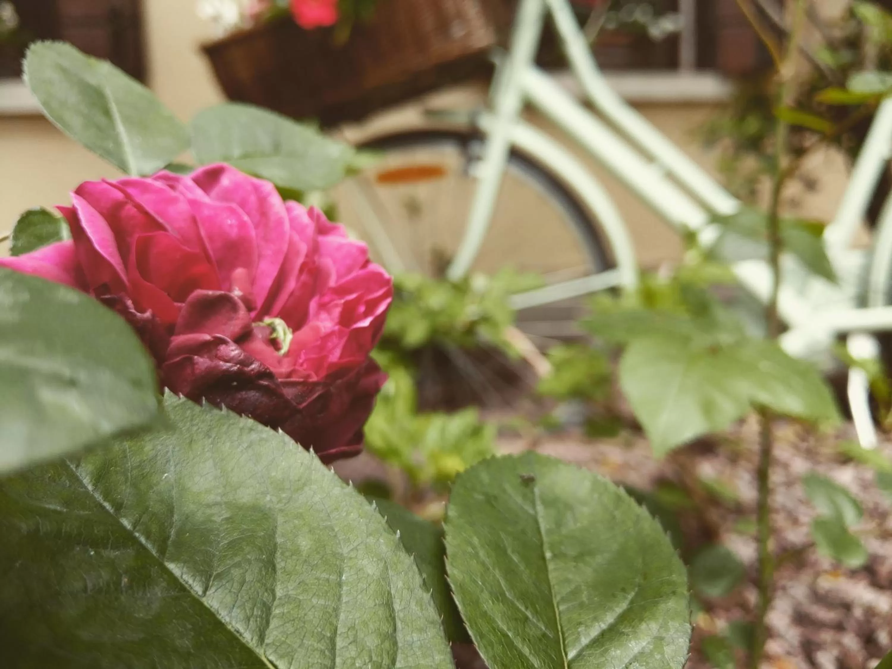 Garden in B&B Casa Camilla